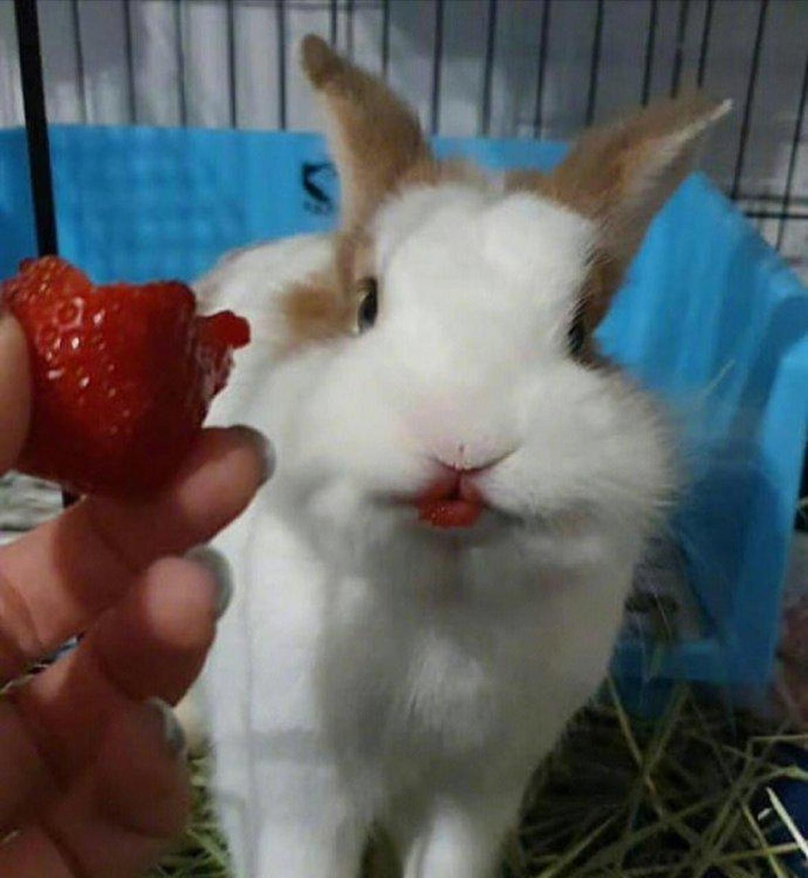 网友:小兔子的樱桃小嘴 67[笑哭]