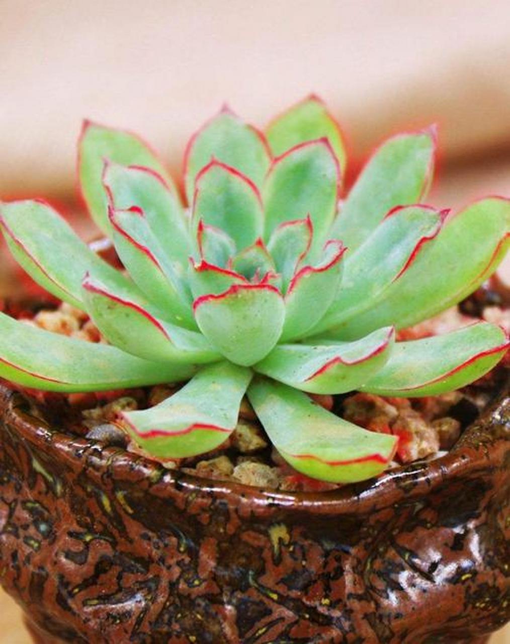 多肉初认识——花月夜 花月夜是景天科 拟石莲花属 非常经典的莲花座