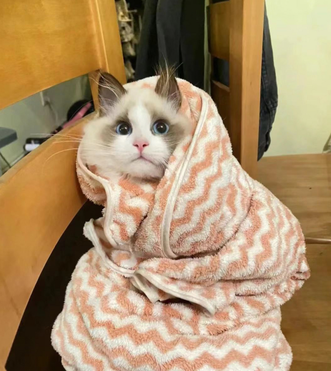 猫咪洗完澡以后,瑟瑟发抖