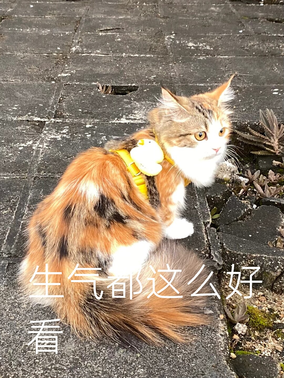 小猫生气是这个表情  我真的要被小公主气晕过去了,每次生气都这么