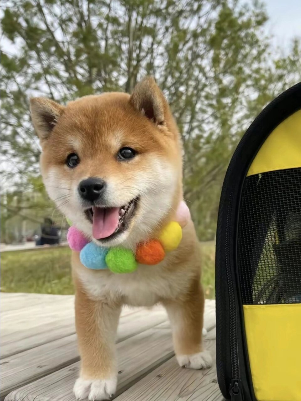 像猫猫的微笑天使~~柴犬  柴犬在犬类中享有崇高的地位,深受广大人群