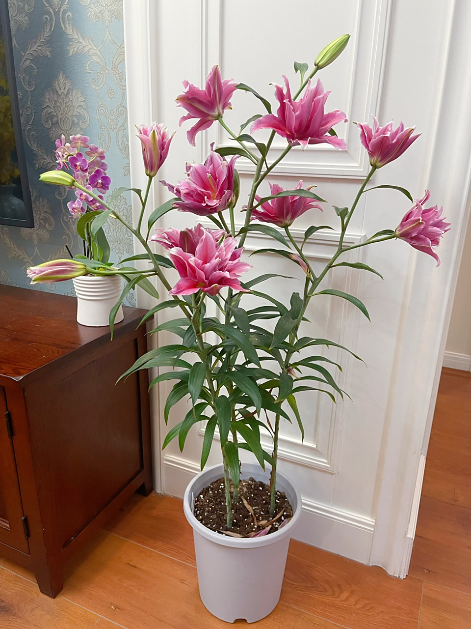 百合花的种植(百合花的种植时间)