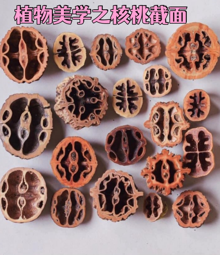 植物美学之核桃截面 植物美学是一门探讨植物形态美,色彩美,结构美等
