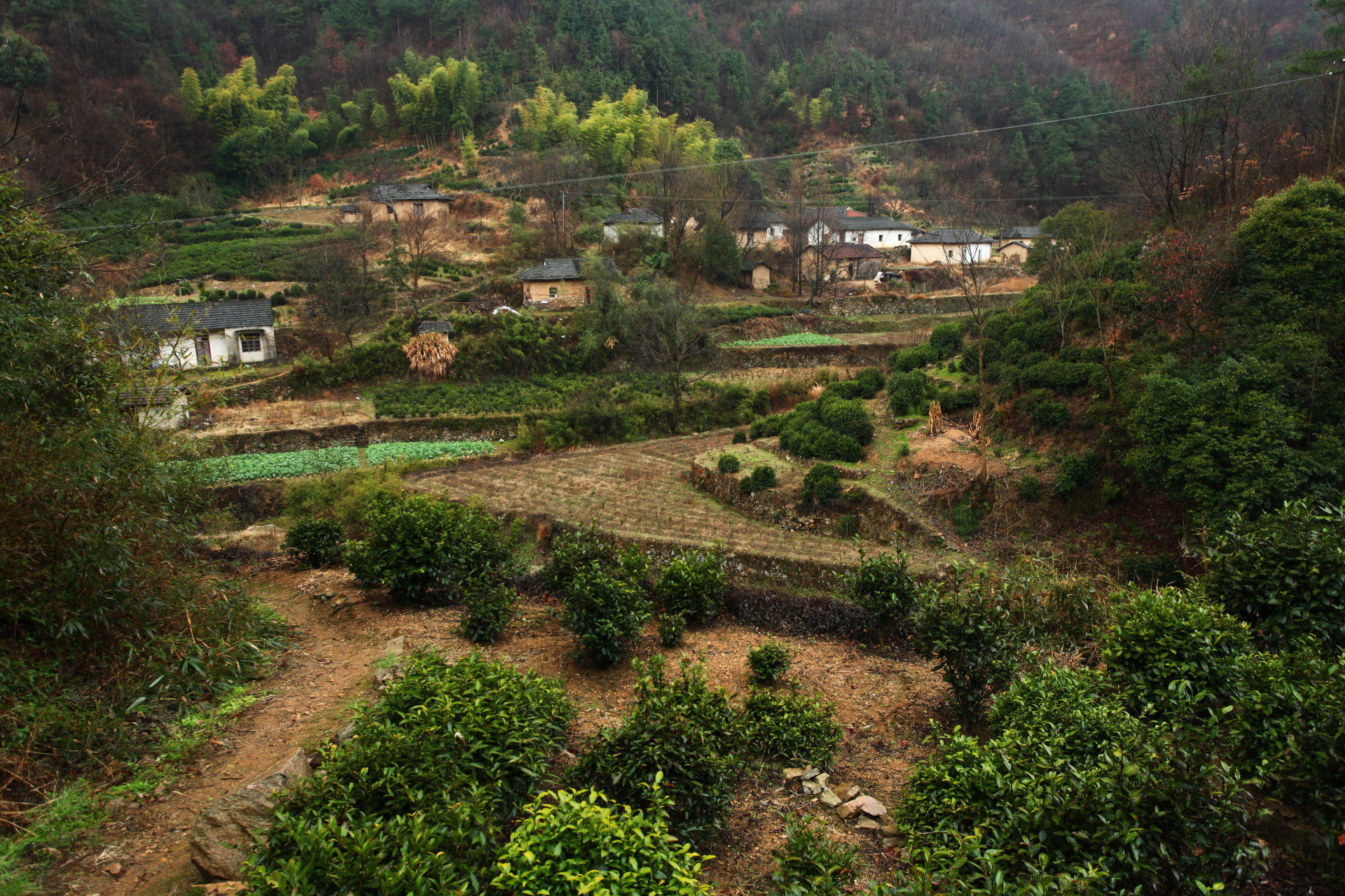 桐城小花,生长于安徽省桐城市大别山山脉,龙眠山里的一种绿茶,喝的是