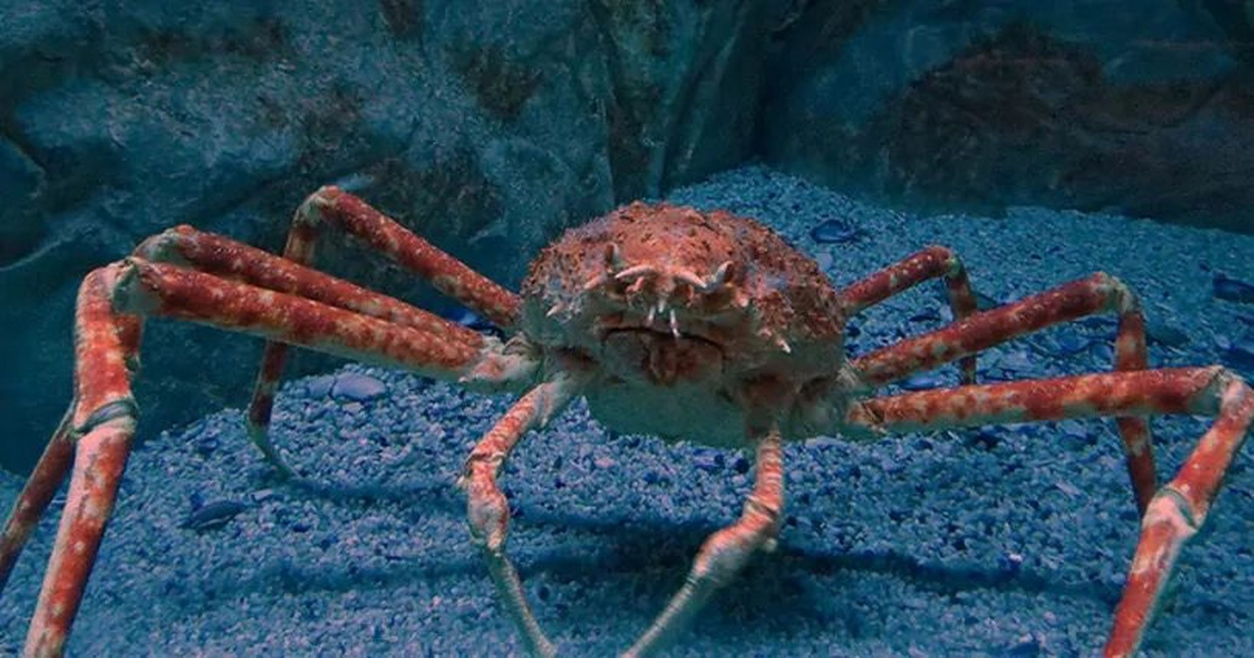 蟹 巨螯蟹,学名:macrocheira kaempferi  91 现存最大的甲壳动物