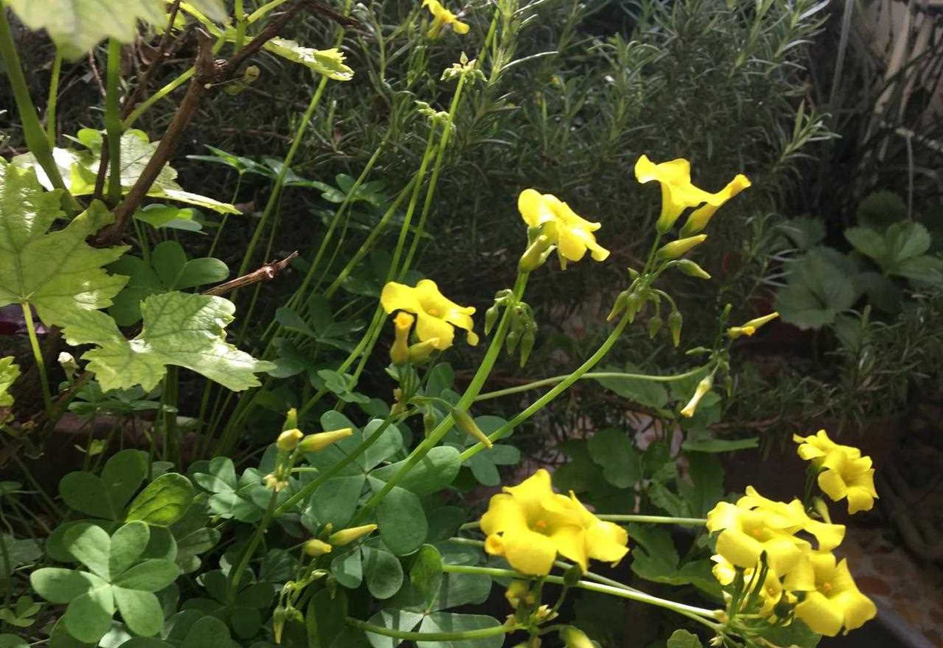 阳台上花盆里的一些黄麻子酢浆草,还在不知疲倦的开花,其他的酢浆草