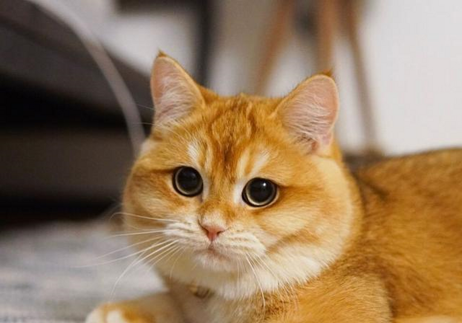 金色英国短毛猫 一团燃烧的小火球[?