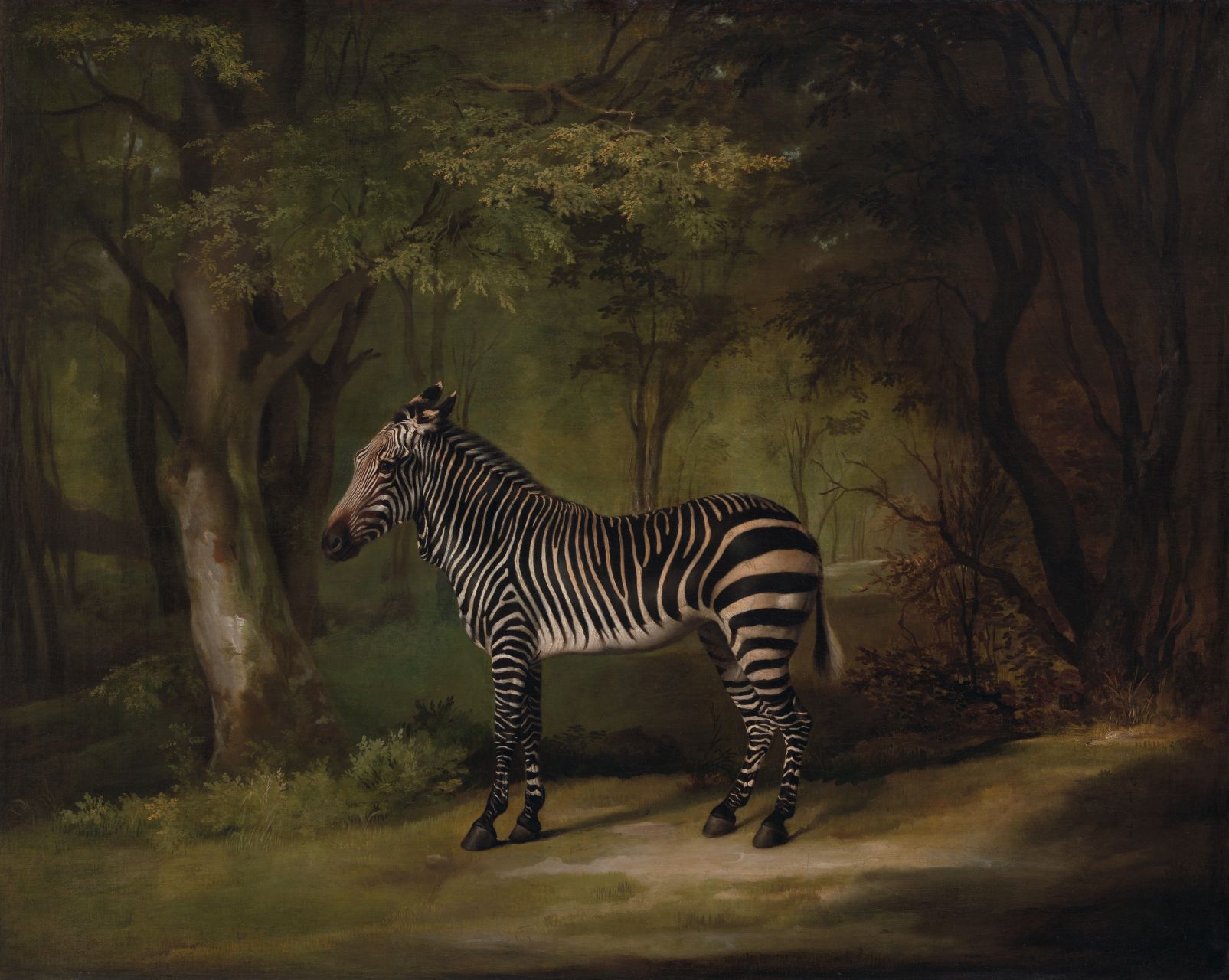 zebra 中文名称:	斑马 画 家:	乔治·斯塔布斯(george stubbs) 作品