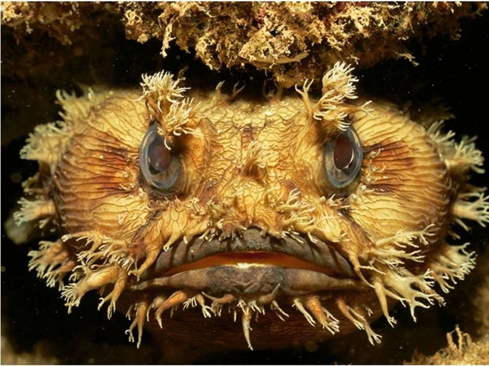 海洋生物-科苏美尔锦绣蟾鱼 为什么叫蟾鱼,因为会呱呱呱呀6015