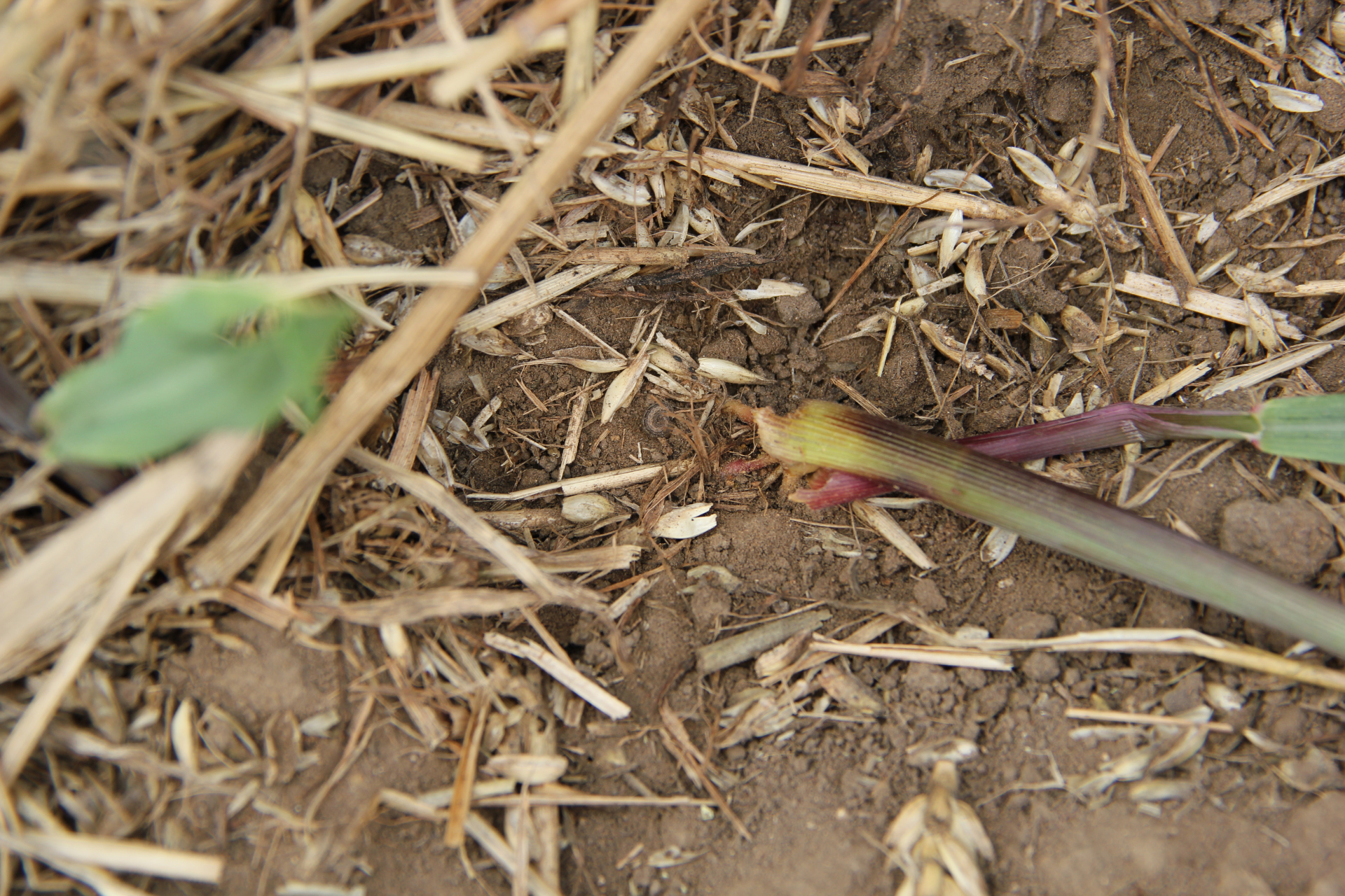 玉米上常见的地下害虫有金针虫,地老虎,蛴螬,二点委夜蛾,造成苗期的缺