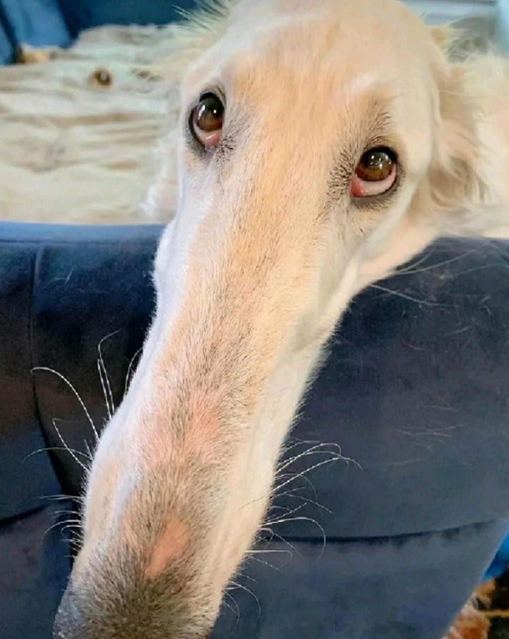 好几伙,车座子狗,怎么这么长