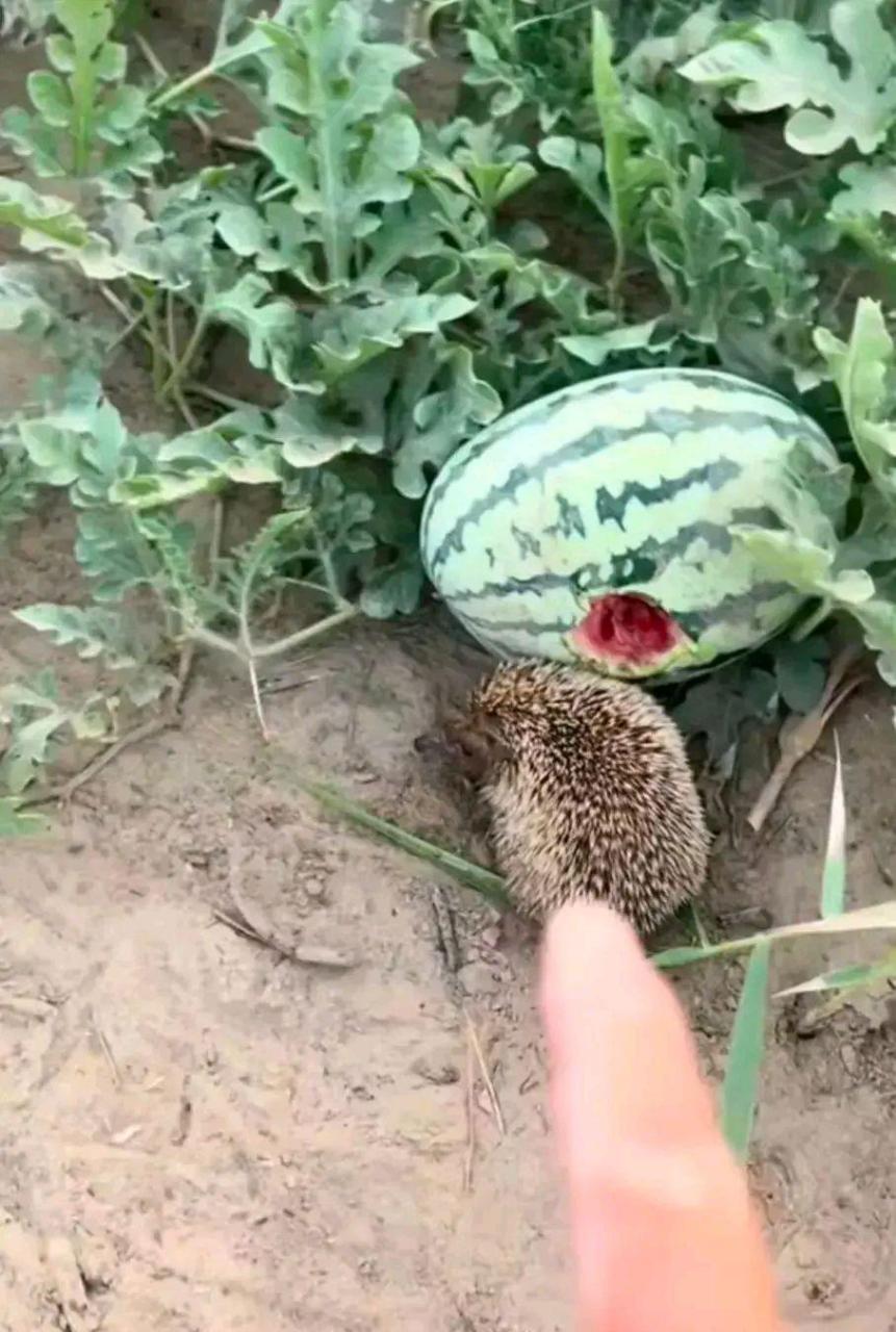 看到一只猹在偷吃我的瓜,可惜忘了带钢叉.[笑哭] #搞笑趣味图