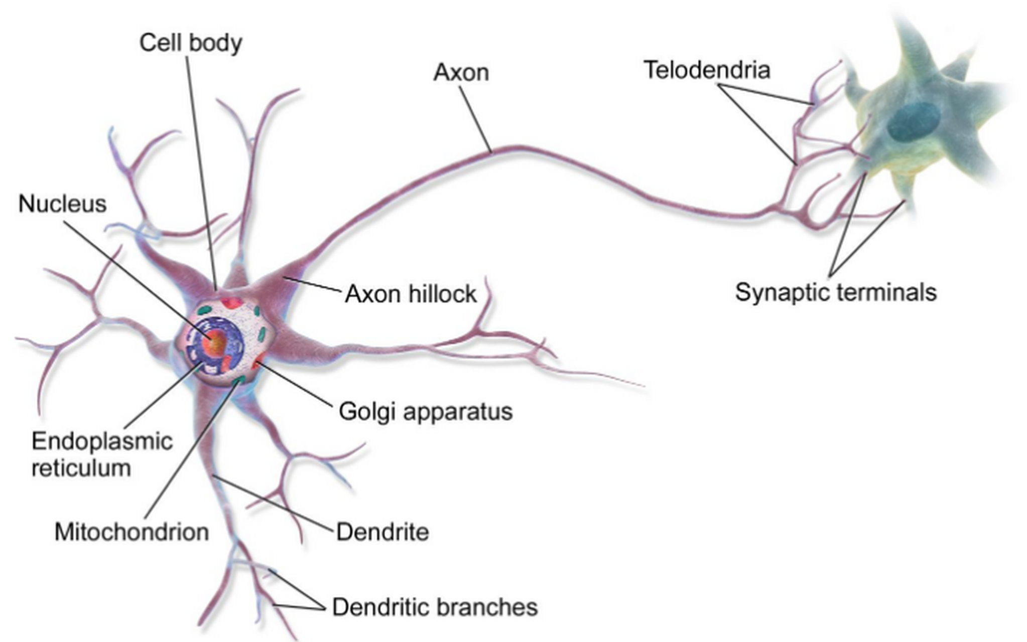 上下运动神经元图解图片