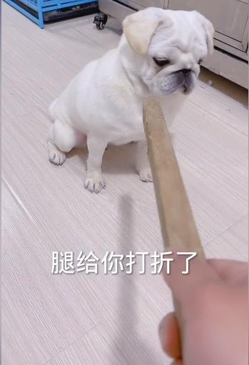 主人,有话好好说!#搞笑萌宠