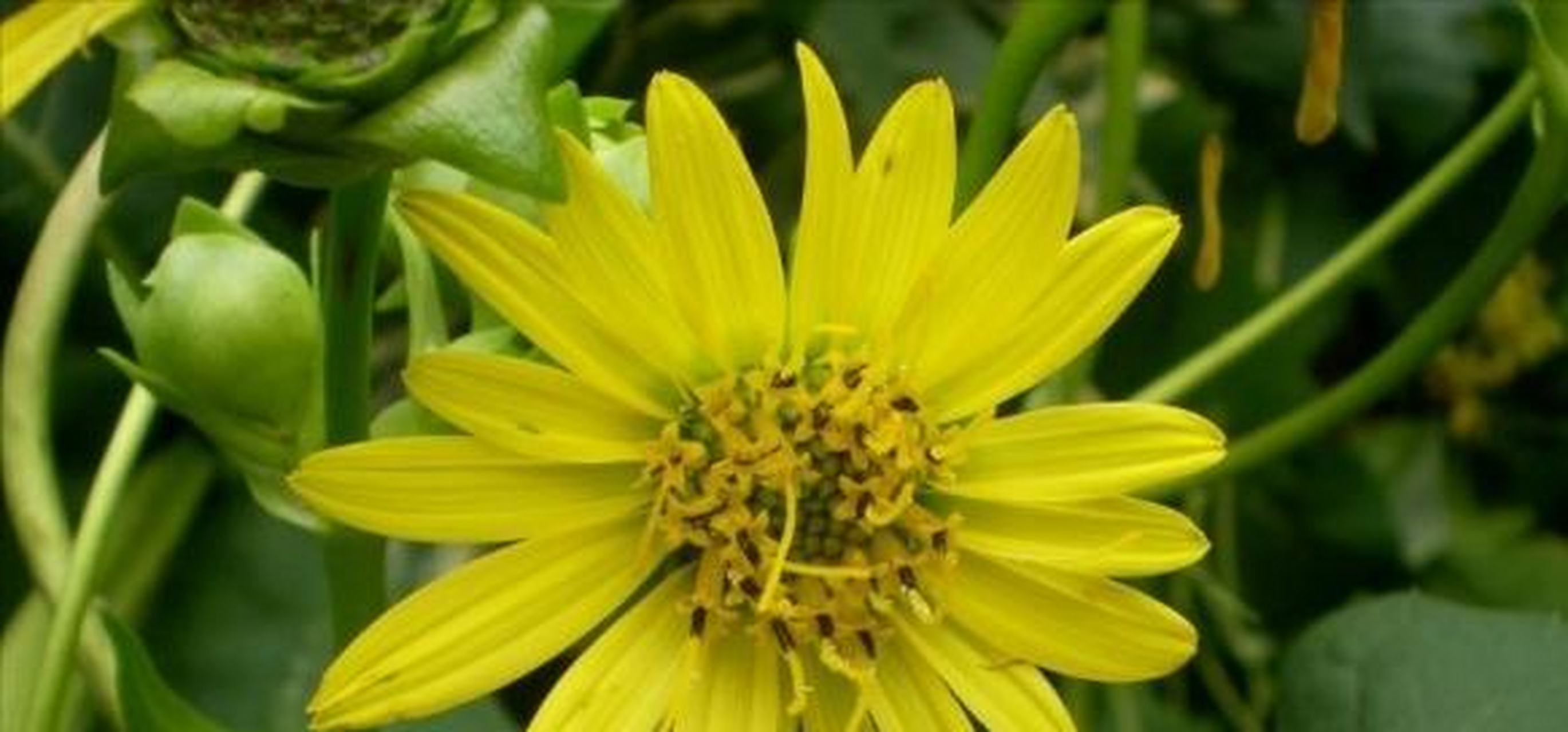 大叶蛋白菊一般株高能长到2-3米,最高的可达3.