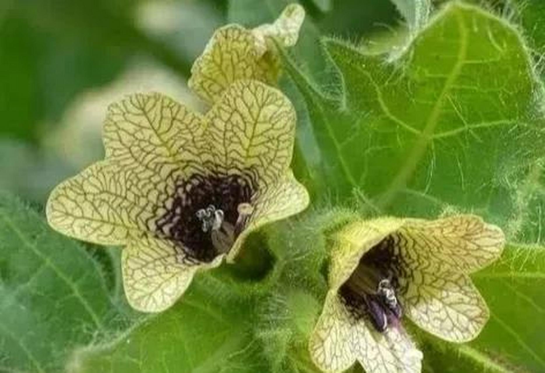 仙气漂漂的"天仙子"