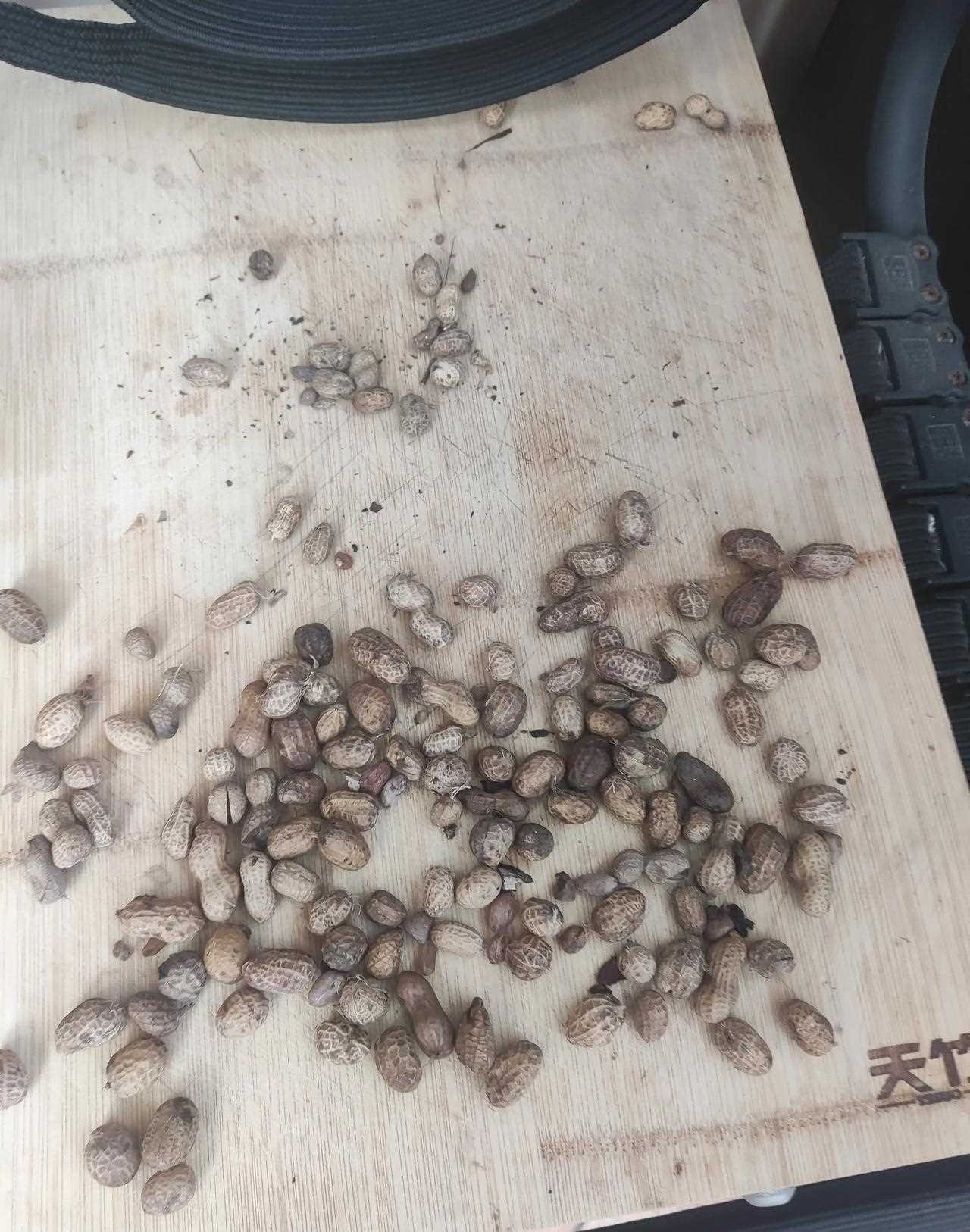 家常炖快鱼小鸡腿炖榛蘑粉条白菜蒸虾酱大酱青椒鸡蛋焖子