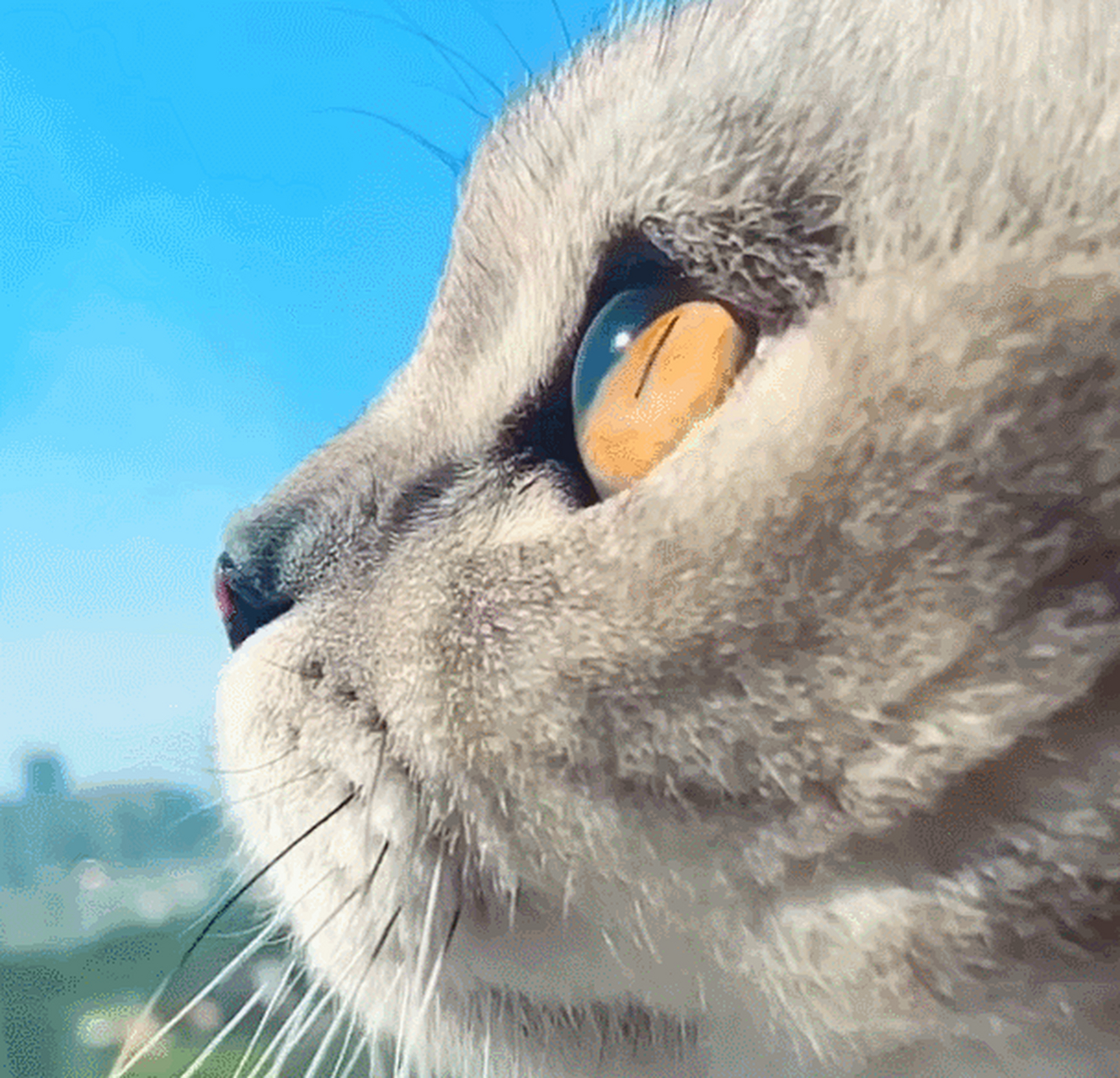 分享一组猫咪侧脸照,每张图片都能萌化人心##宠物照片# #猫咪# #治愈