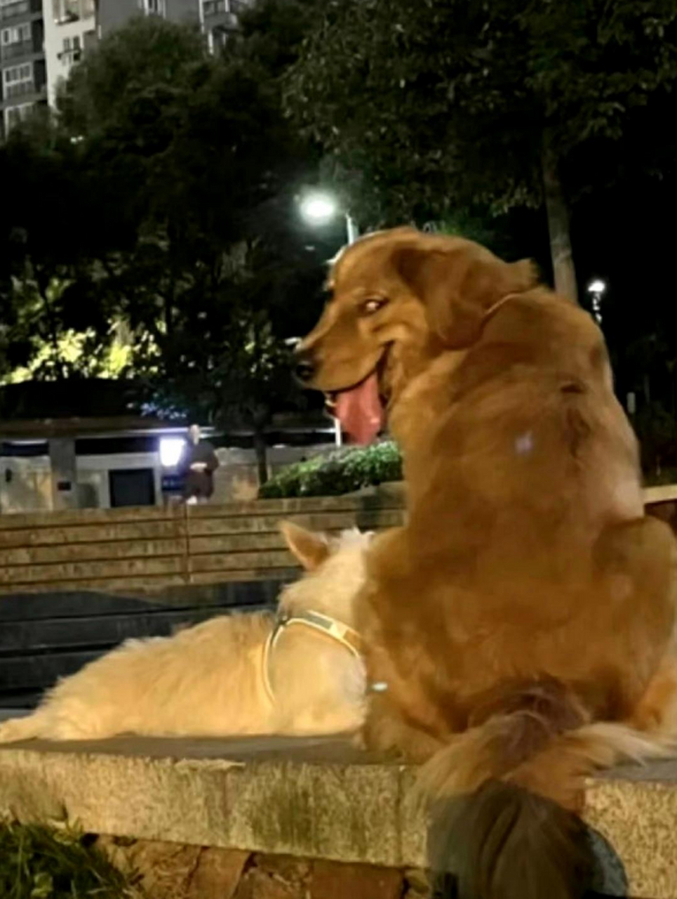 这狗子的表情嘚瑟中透着猥琐![捂脸]