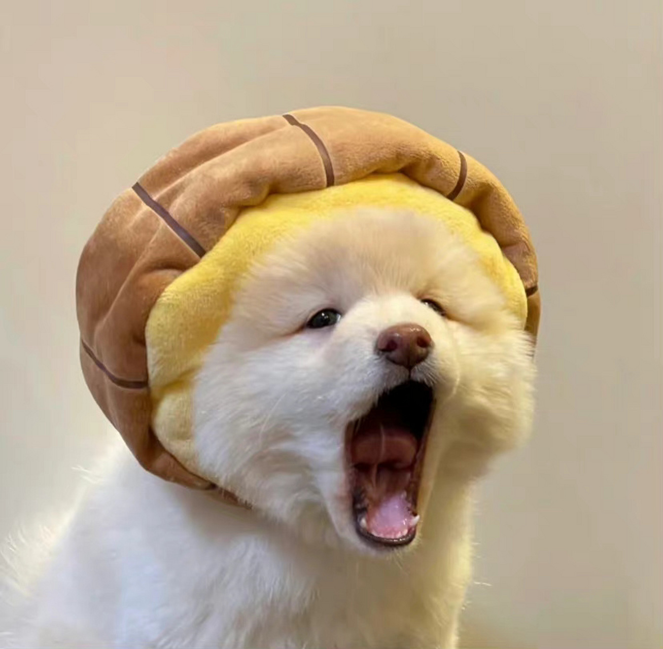 萌萌哒的小柴头像