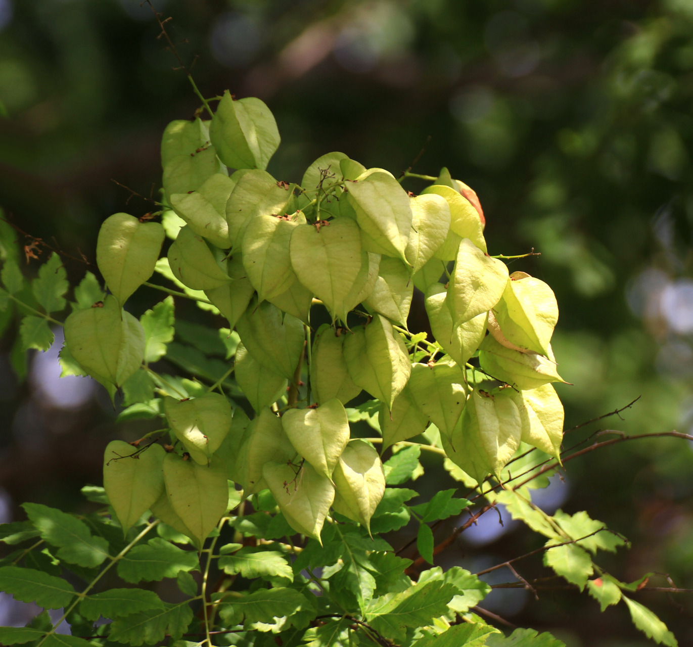 栾树,挂满灯笼的灯笼树