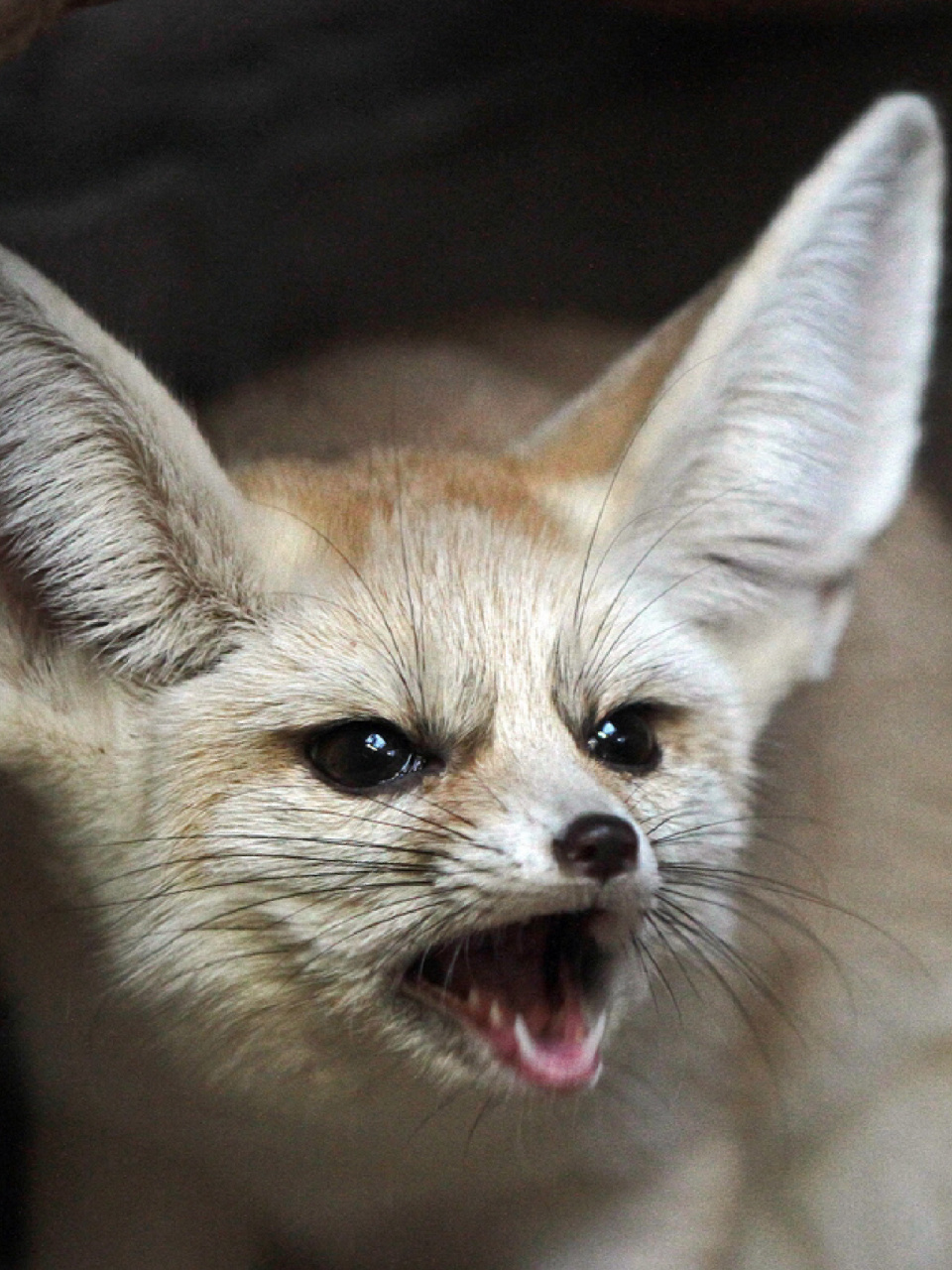 每天陪孩子一起瞧动物 名称:耳廓狐 别名:大耳小狐,沙漠小狐 分类