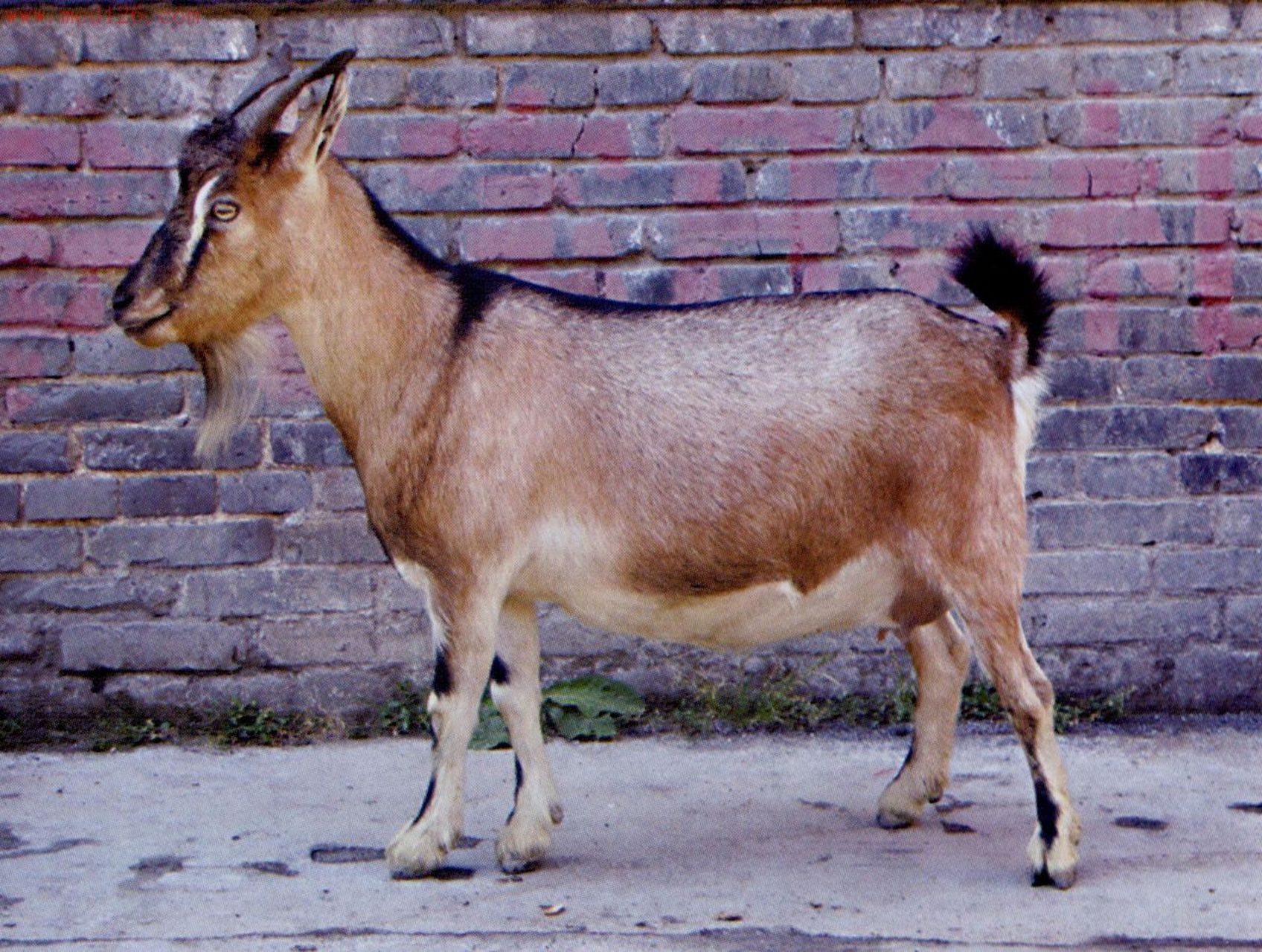 黔北麻羊俗称麻羊,因其主要分布在贵州北部的仁怀,习水等县而得名,是