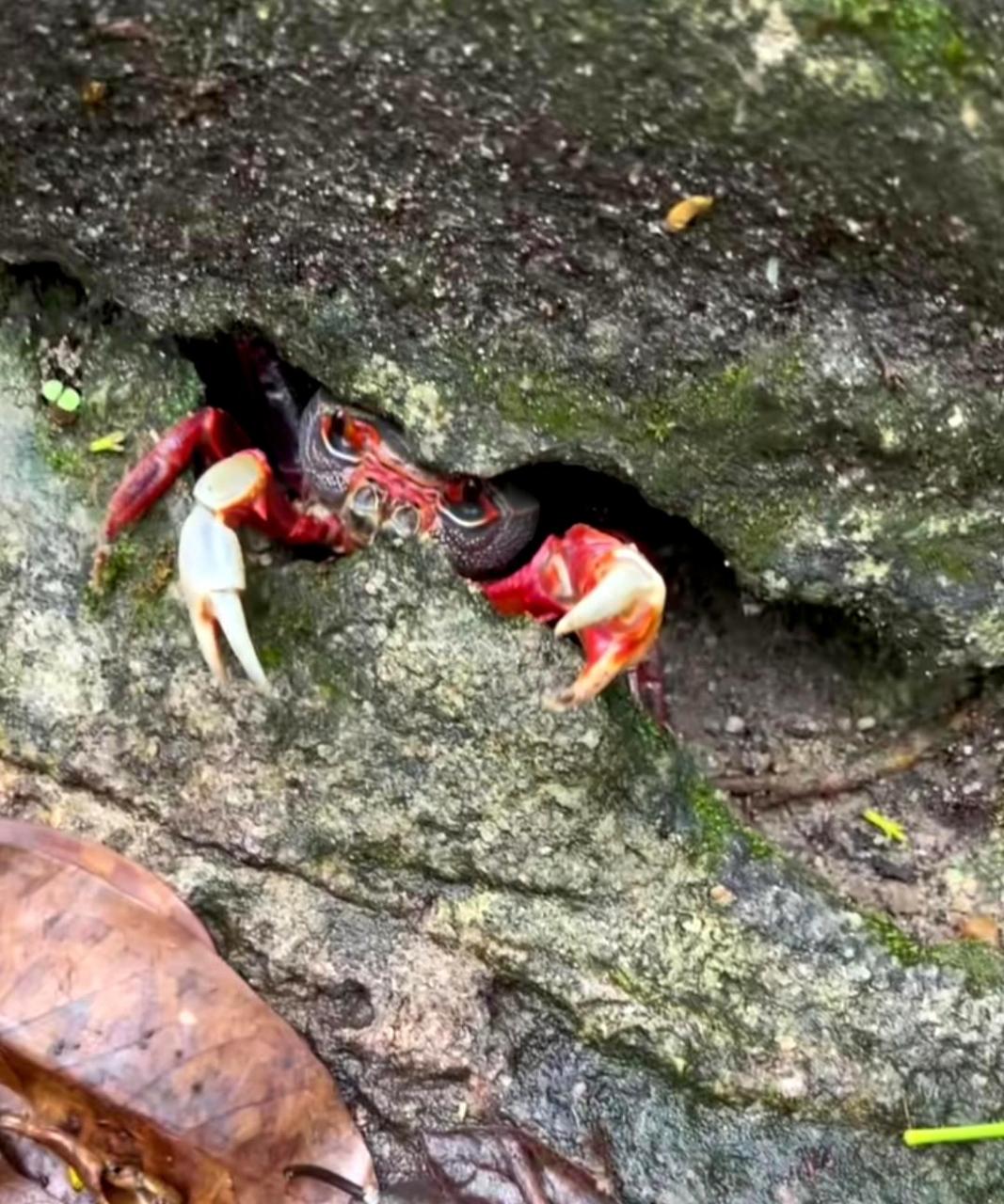 在山上的石头缝里发现了一只生活在水边的螃蟹.