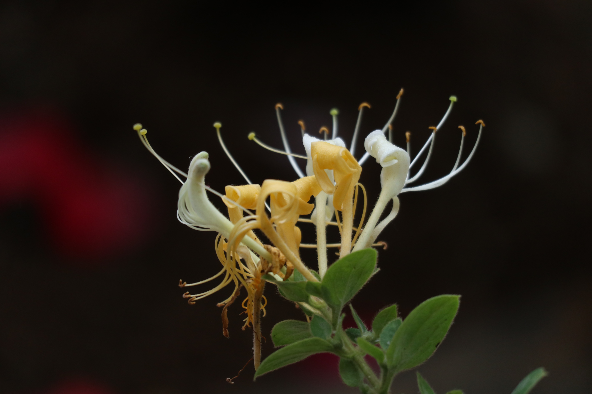 花卉摄影之再拍金银花 