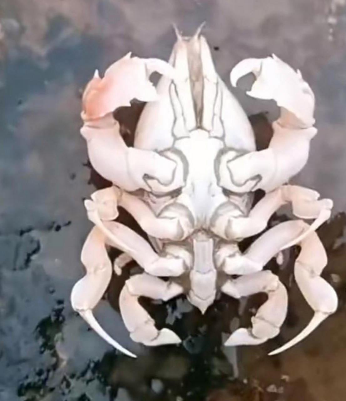 这是虾和螃蟹的合体吗?