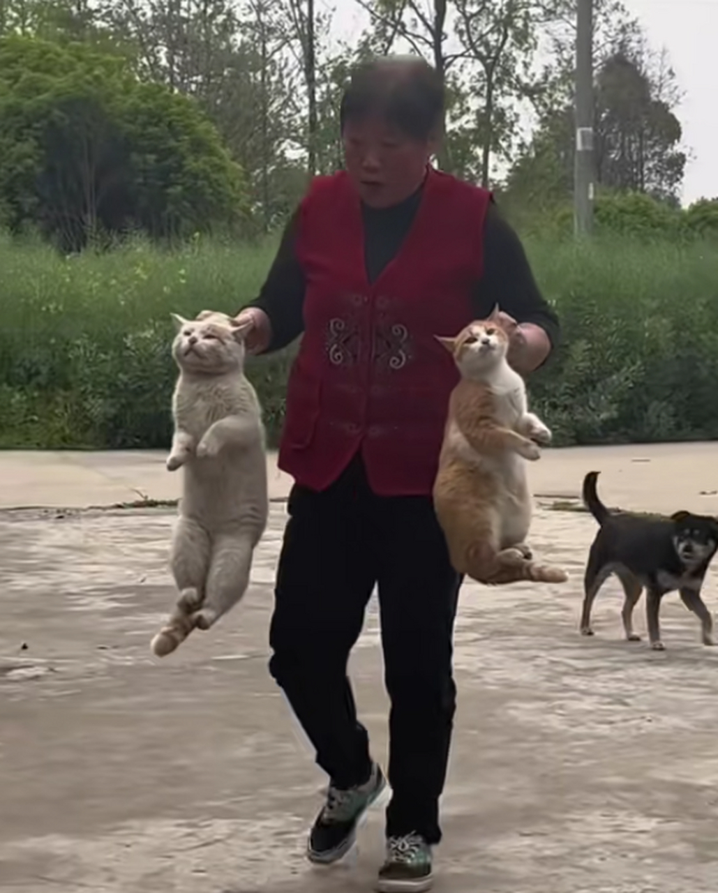 这么拎猫不疼吗?为什么不反抗呢?