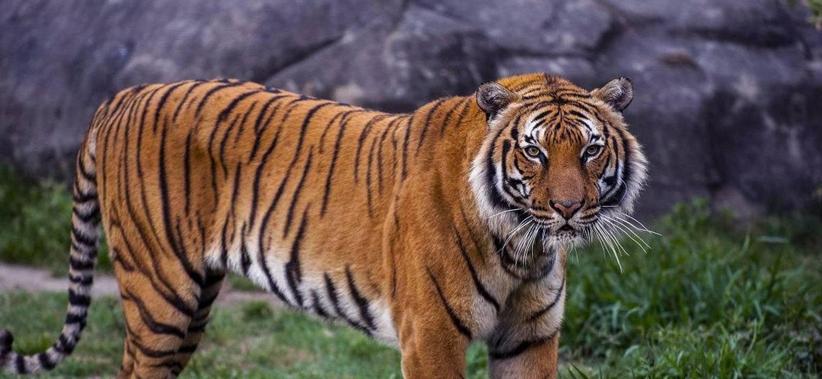 遇到老虎滑铲很可笑?