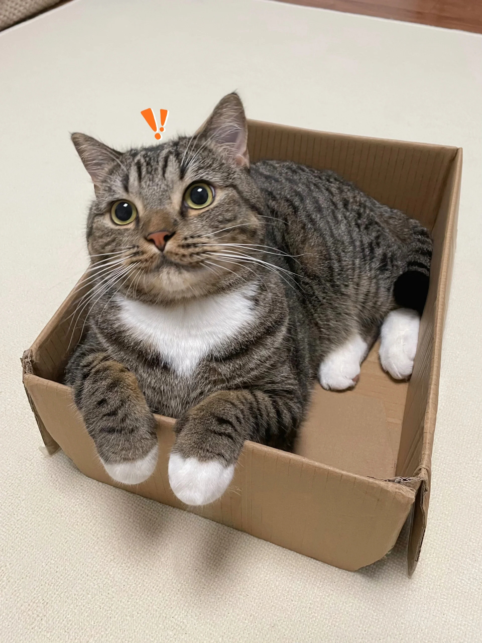 看看大家的狸花猫  据说狸花特别多饼子这种白围脖白jiojio,还一个比