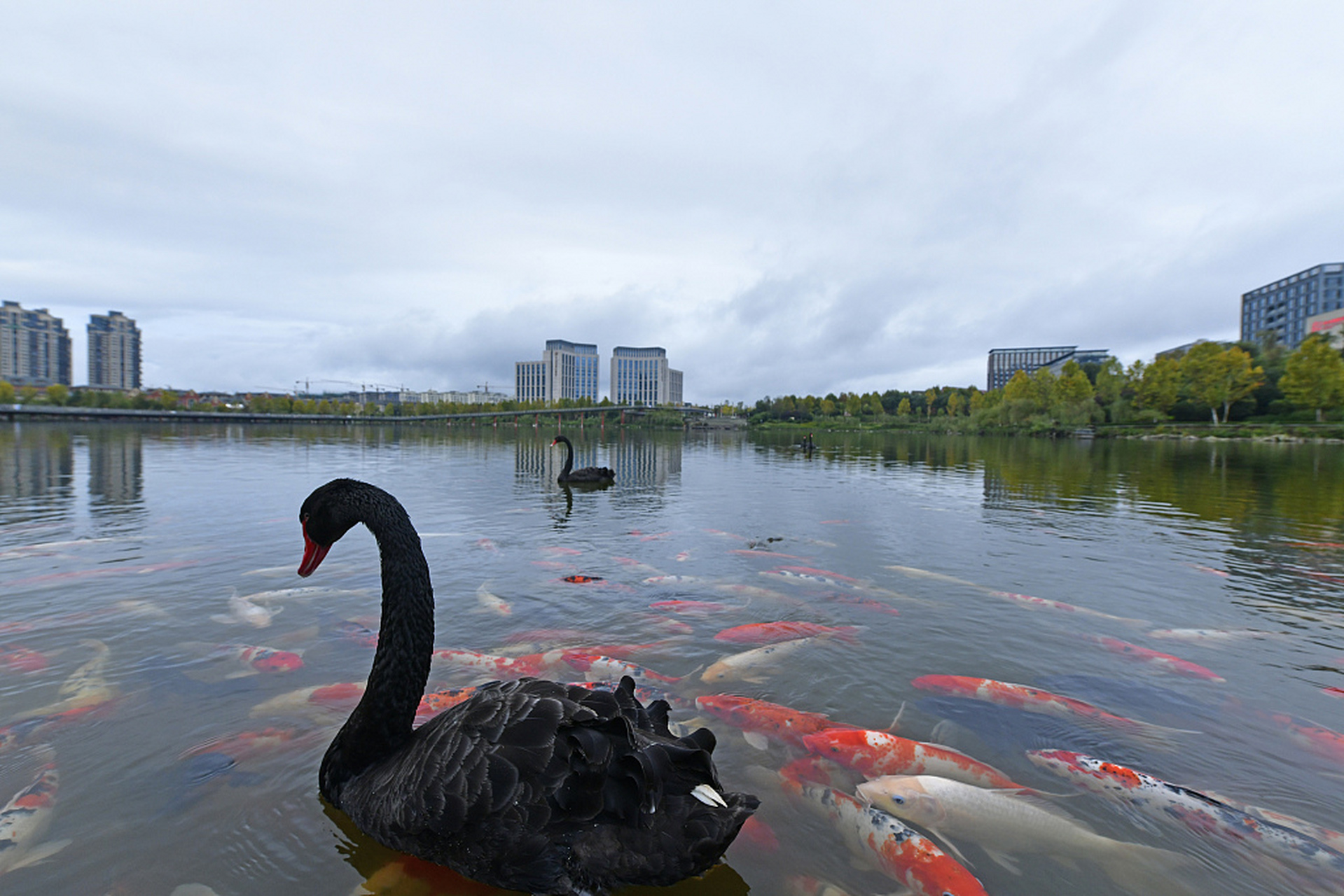 2020年10月18日,位于贵州省遵义市新蒲新区的天鹅湖公园占地23万平方