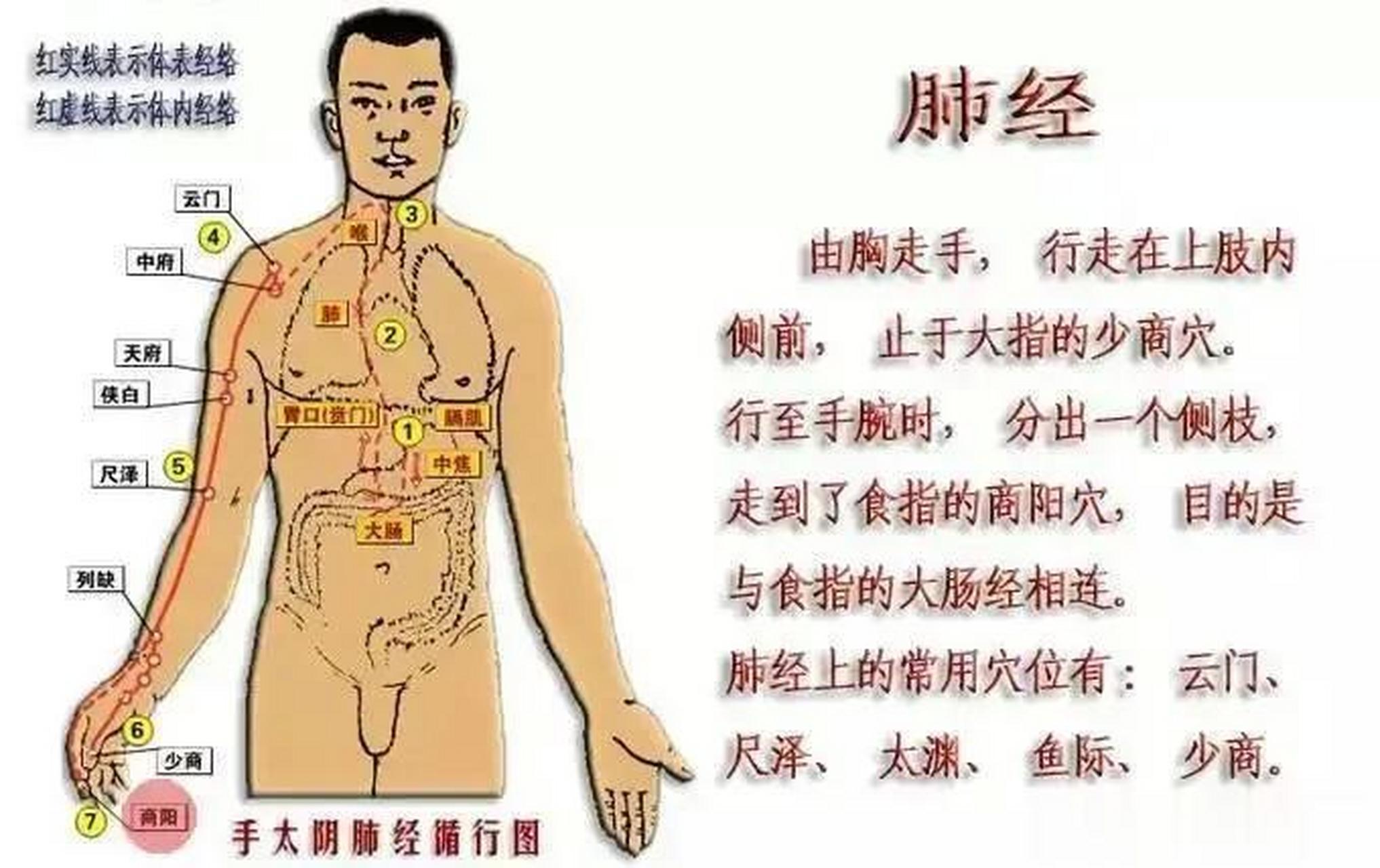 揉肺经的动作有三个:第一个动作:伸直胳膊,手掌搓揉小臂外侧,也就是