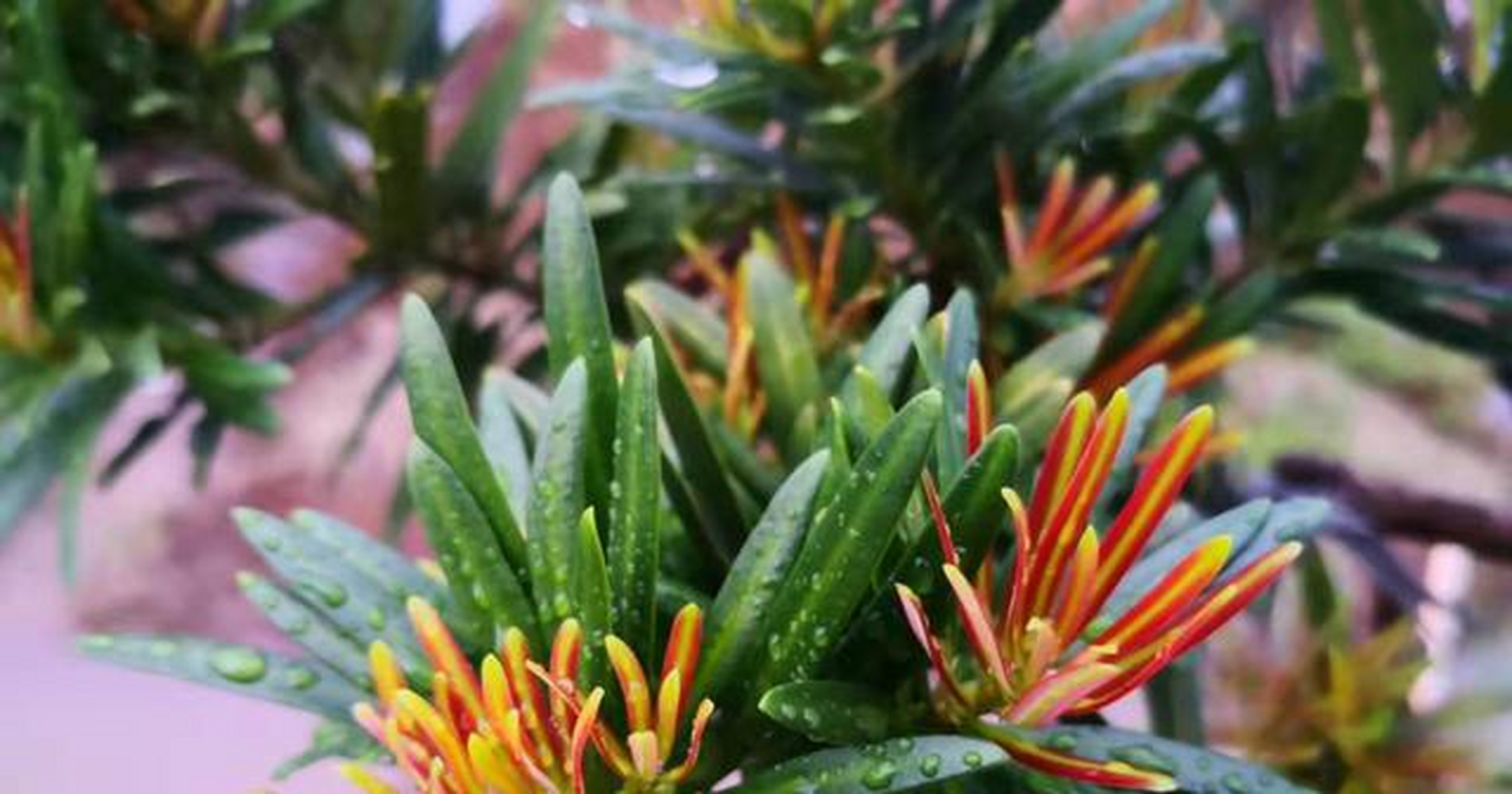 海岛罗汉松系列之金芯红