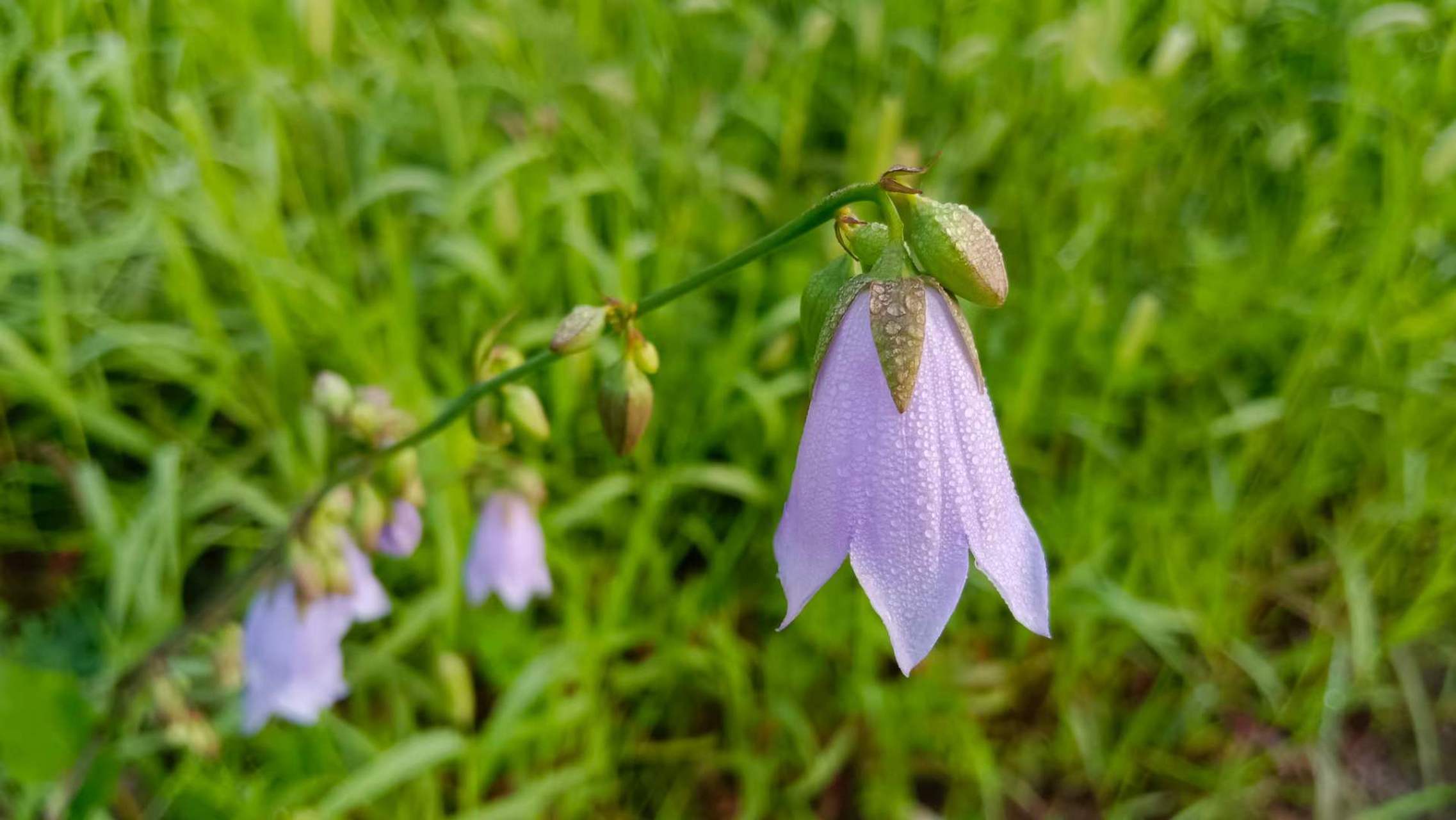 【青山绿水】辽宁凌海市:风铃摇曳沙参花 #美好辽宁欢迎您