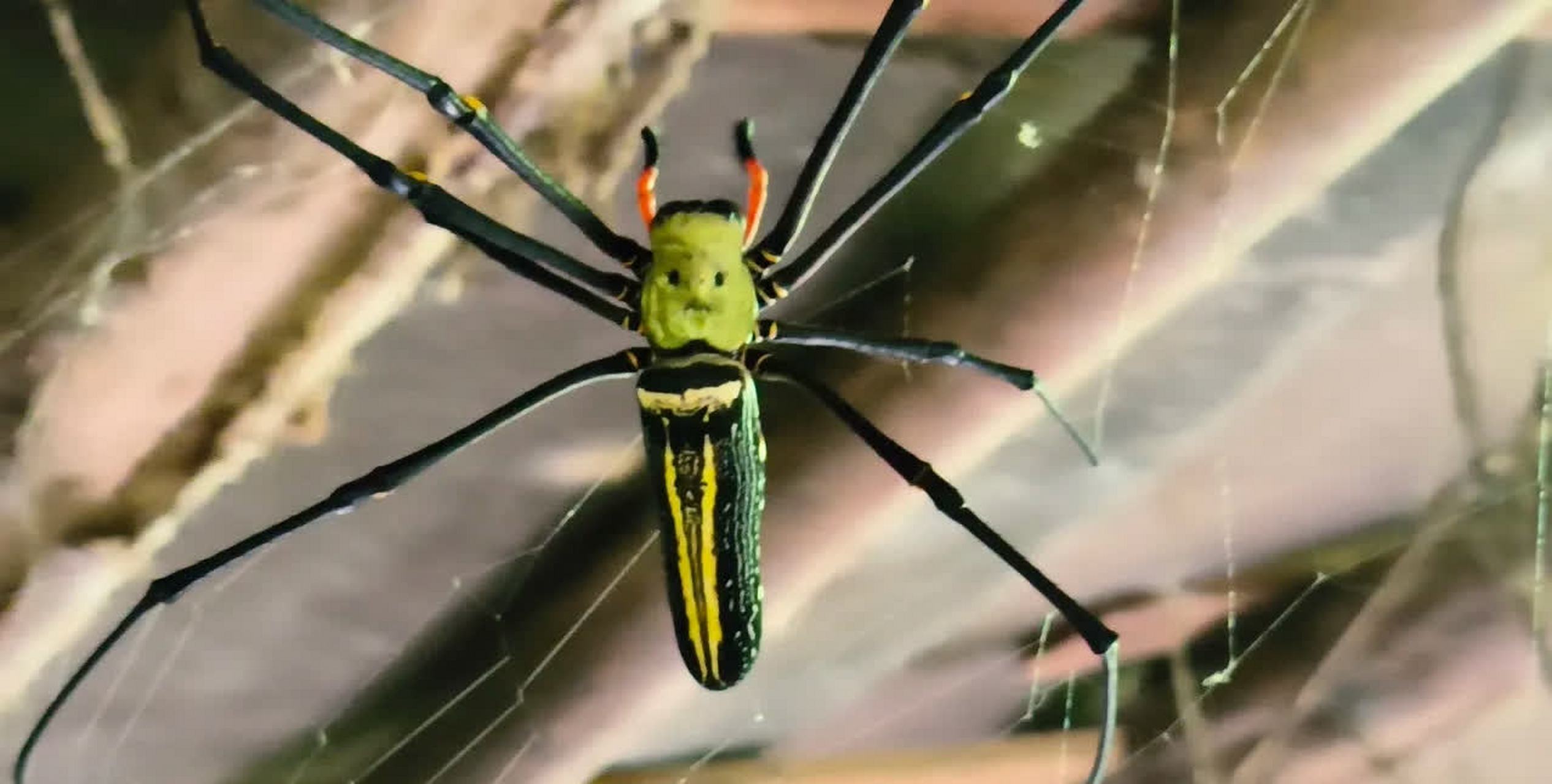 人面蜘蛛?[左捂脸]