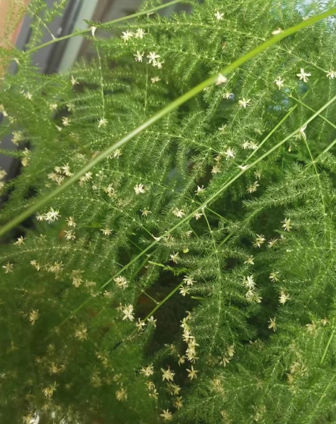 文竹 1了解文竹百合科天门冬属多年生常绿蔓性草本花卉;为极具观赏
