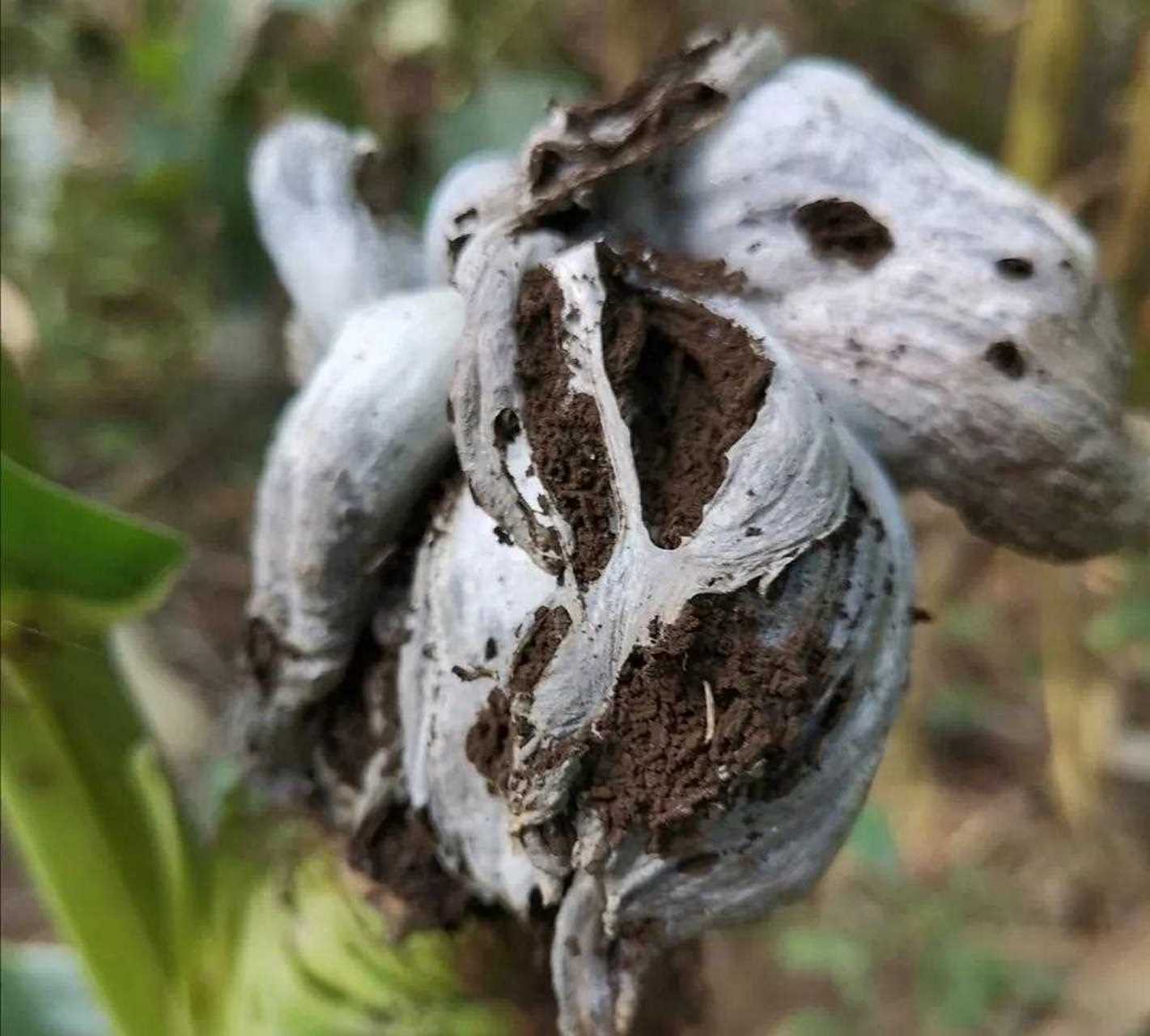 青稞黑粉菌图片