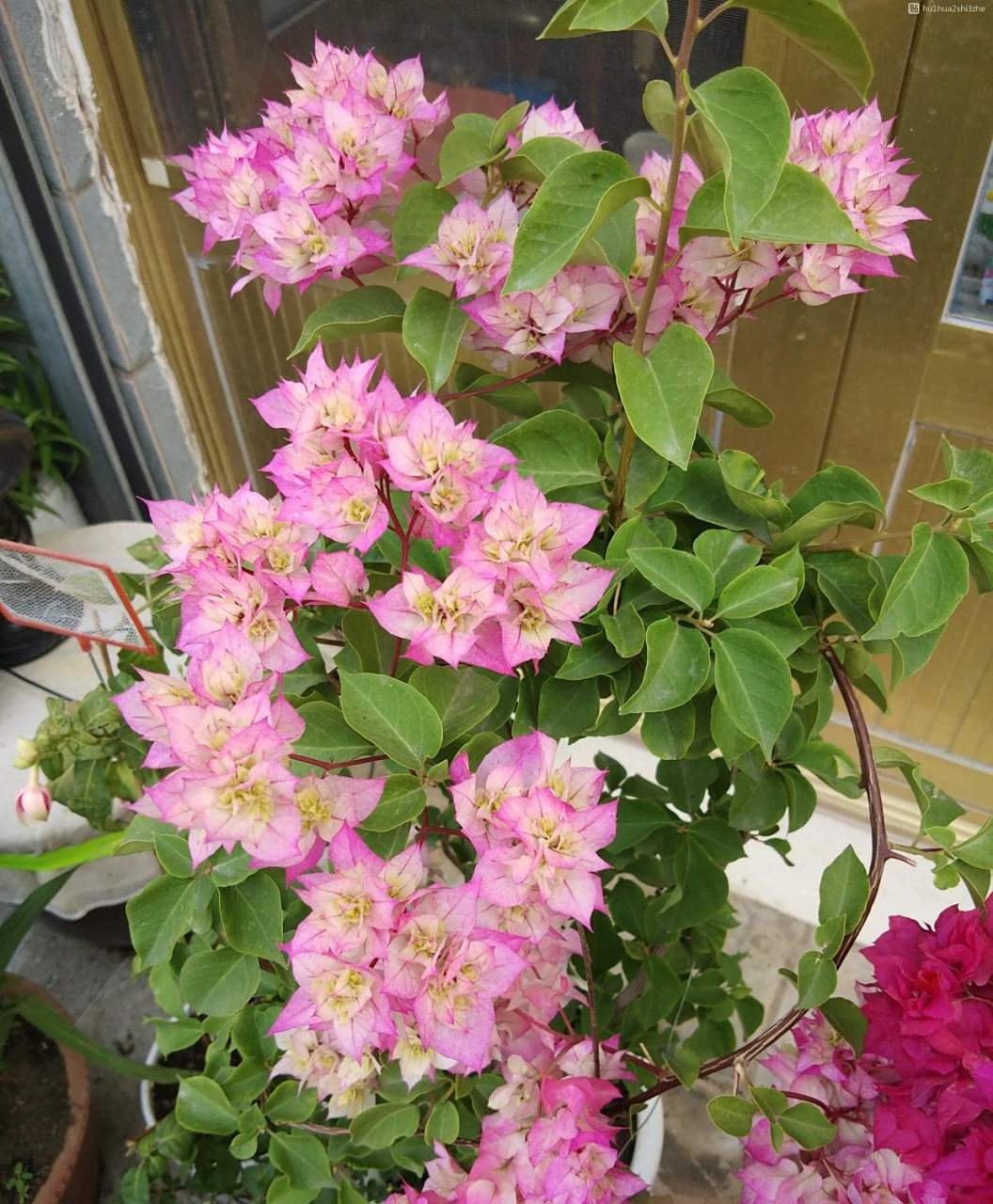 这个品种名叫"怡锦",别名"西施",就是一款非常漂亮的重瓣三角梅,其