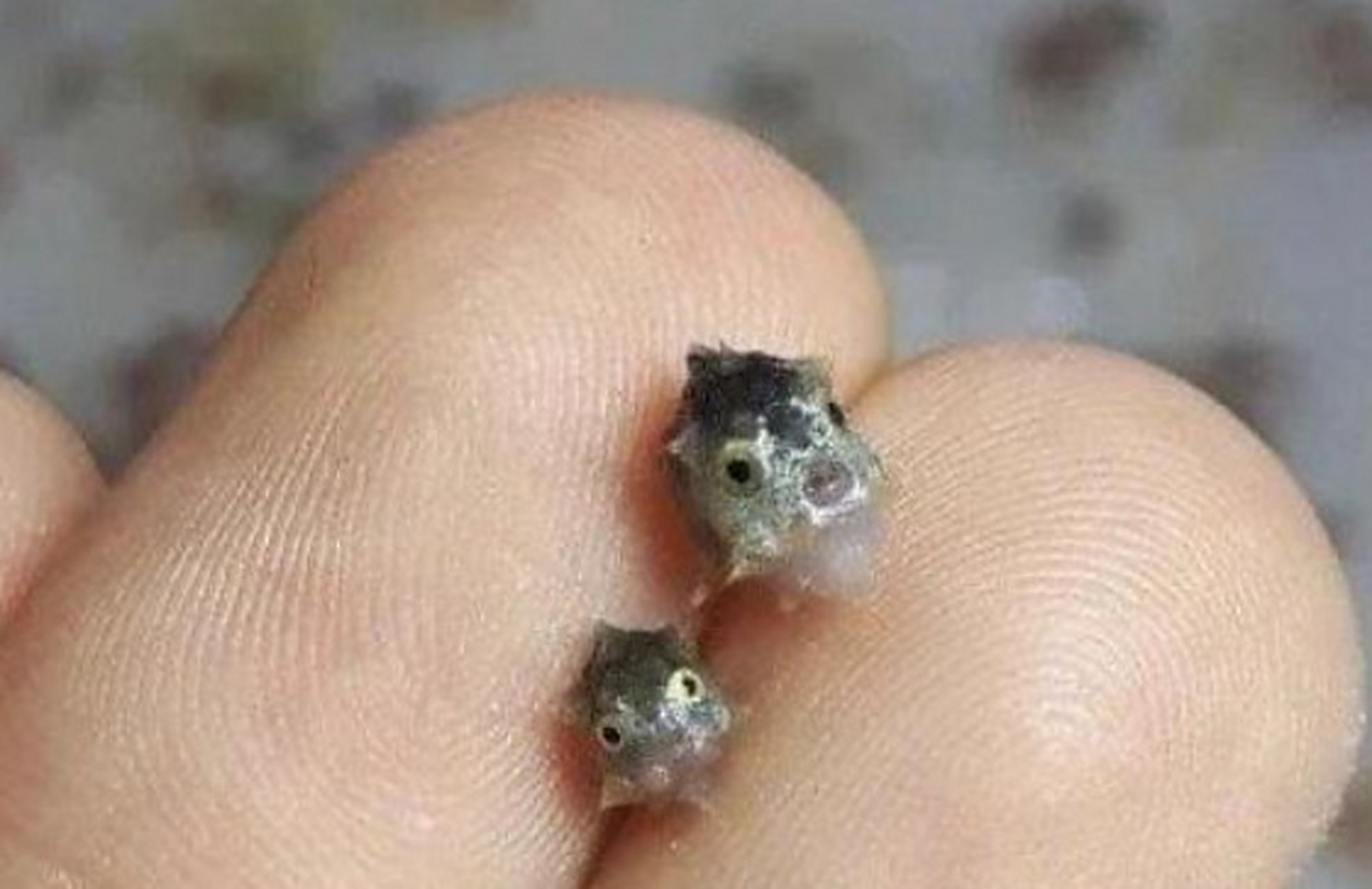 米粒大小的鱼宝宝,竟然能长这么大?