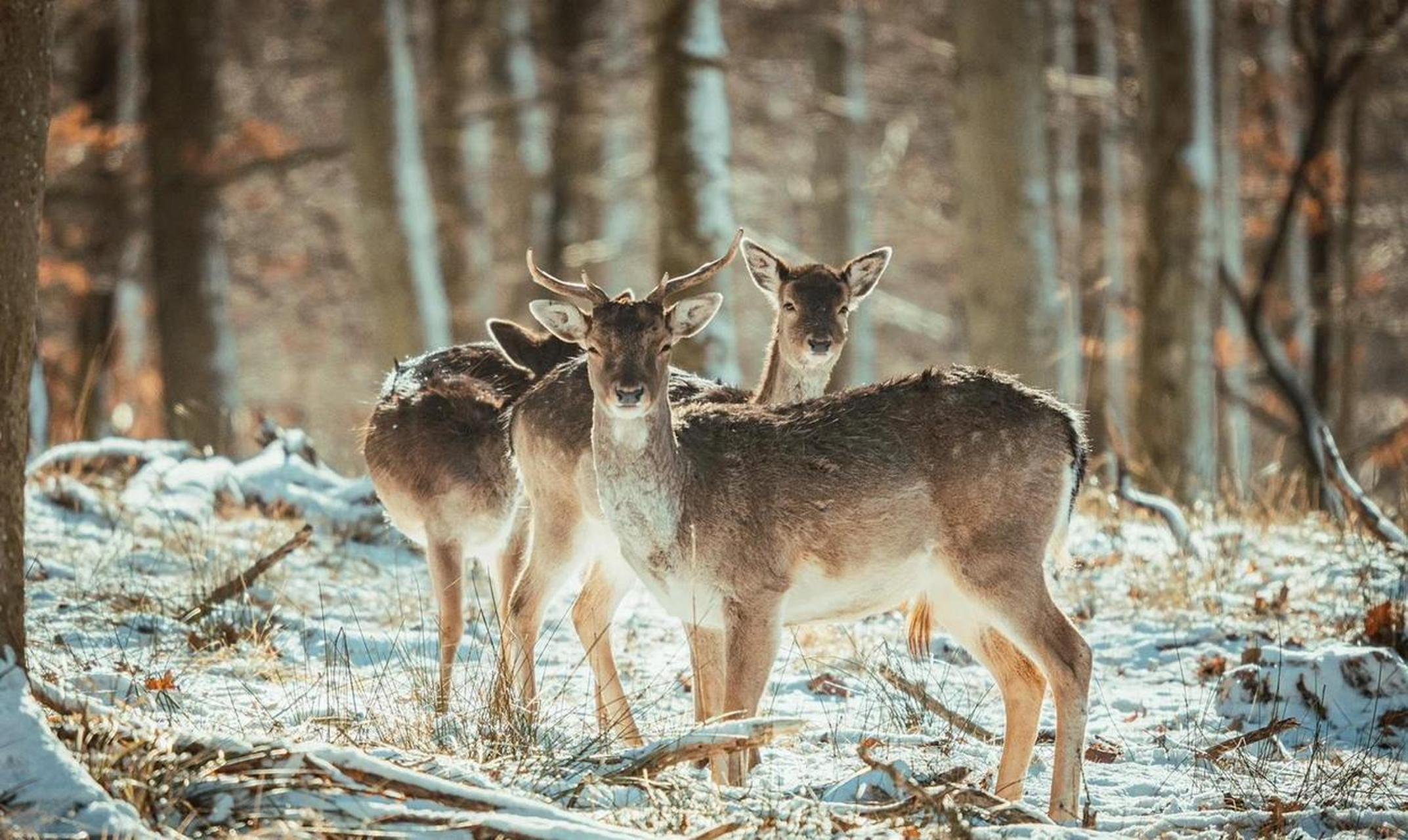 动物世界,雪地上的鹿儿