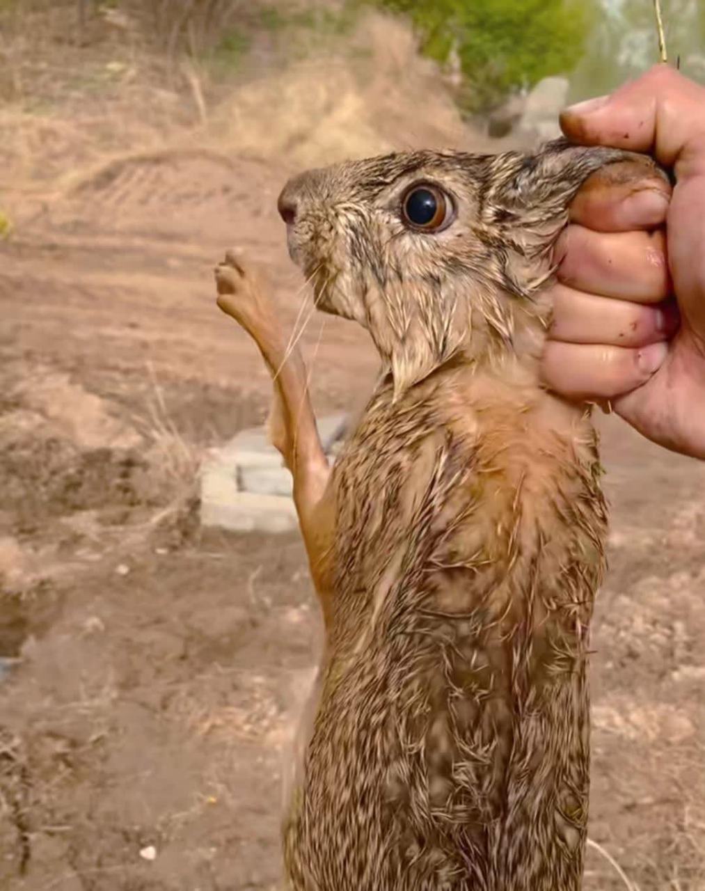 无意中抓到怀孕兔子,感动不已[尬笑]