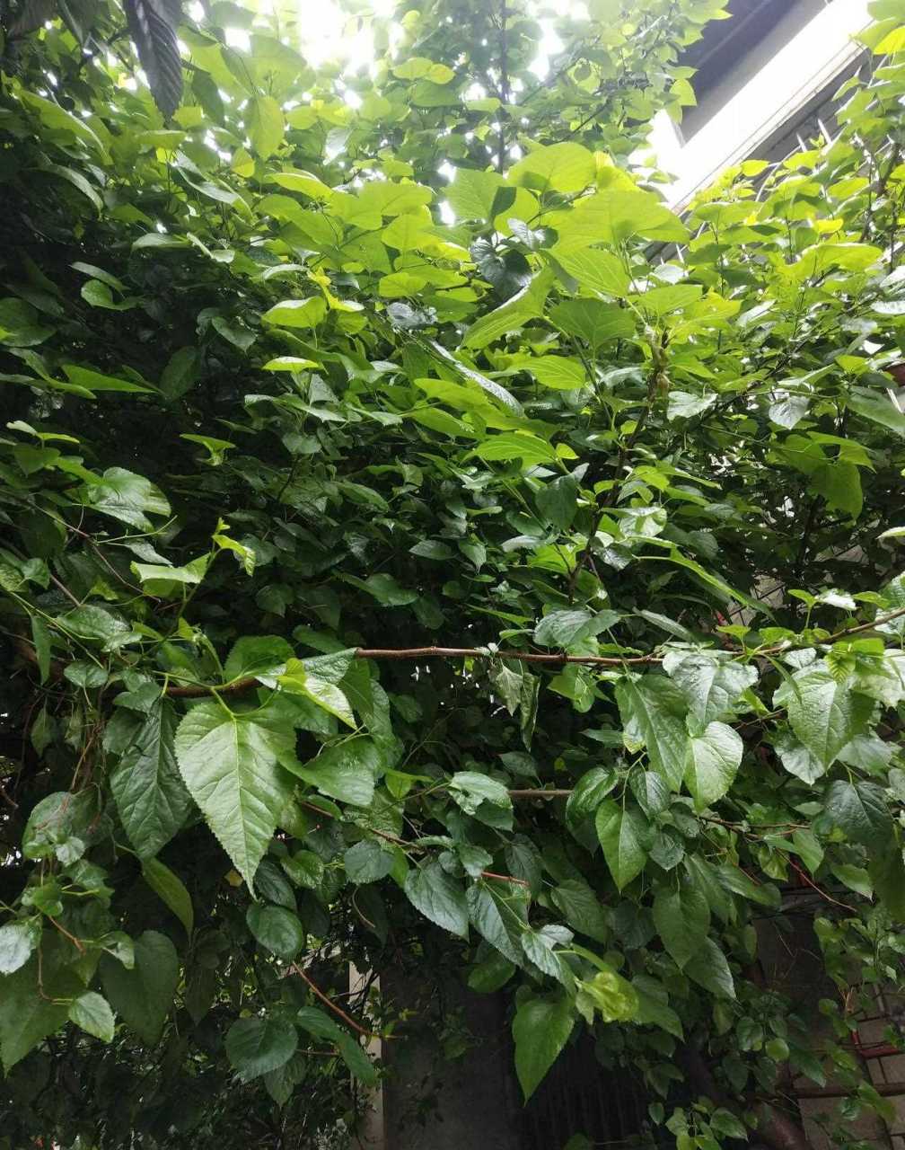 听老人言柚子叶叶包艾叶粑粑比较好吃,好像小时候就是有一种叶子包来