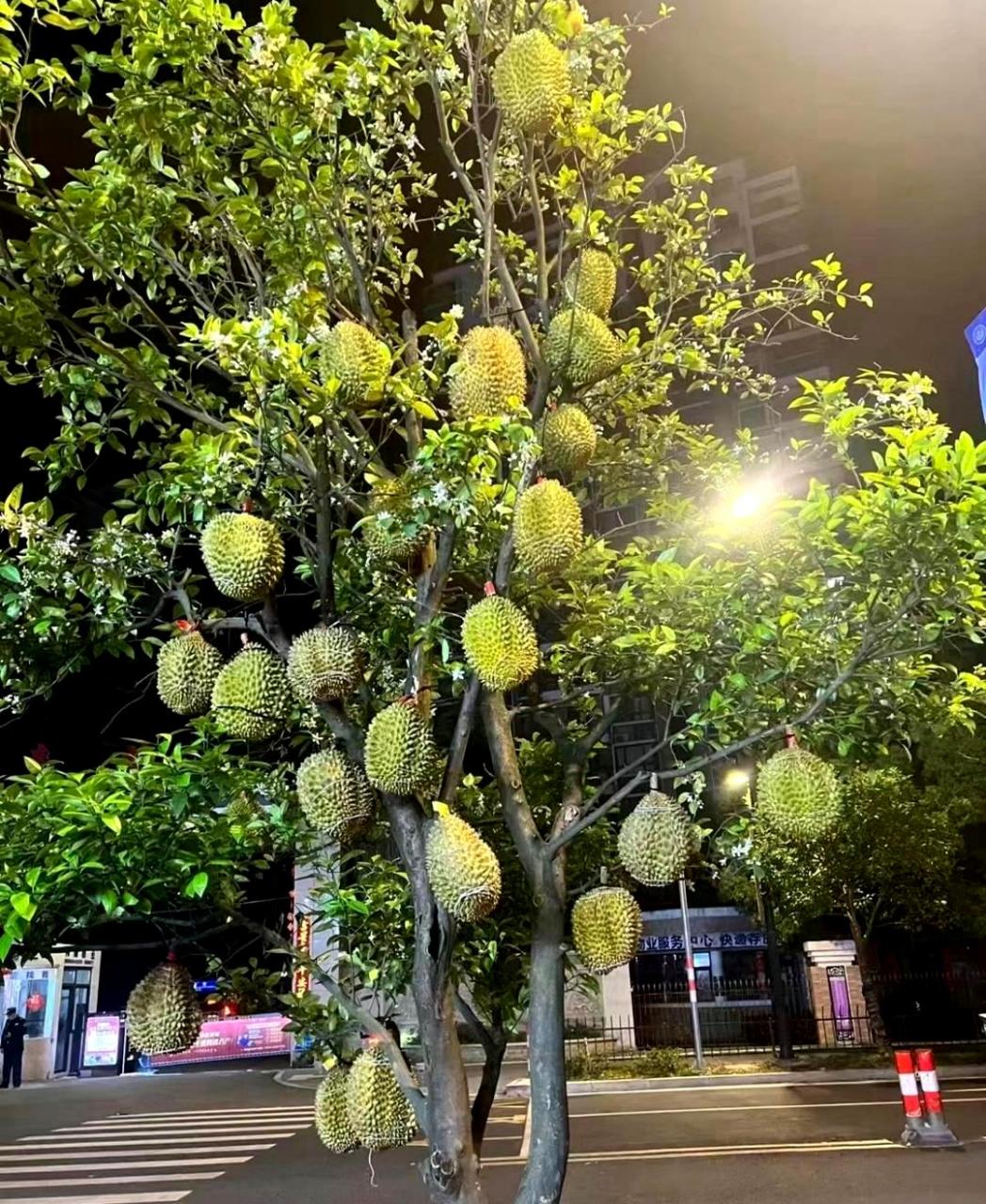 五年耕耘,榴莲终于开花结果,收获满满.