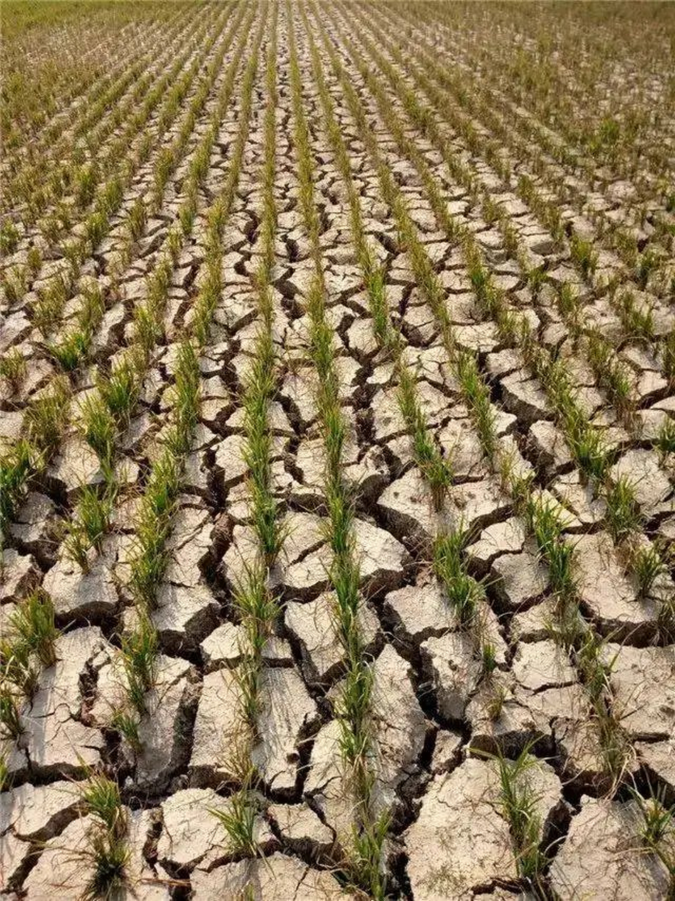天气预报干旱_(天气预报干旱标志)