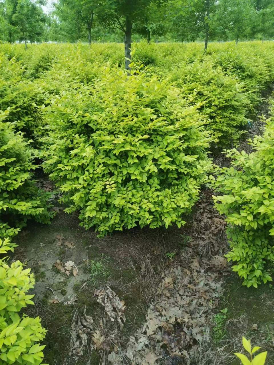 常州常彩苗木位于江苏省常州市新北区奔牛镇.