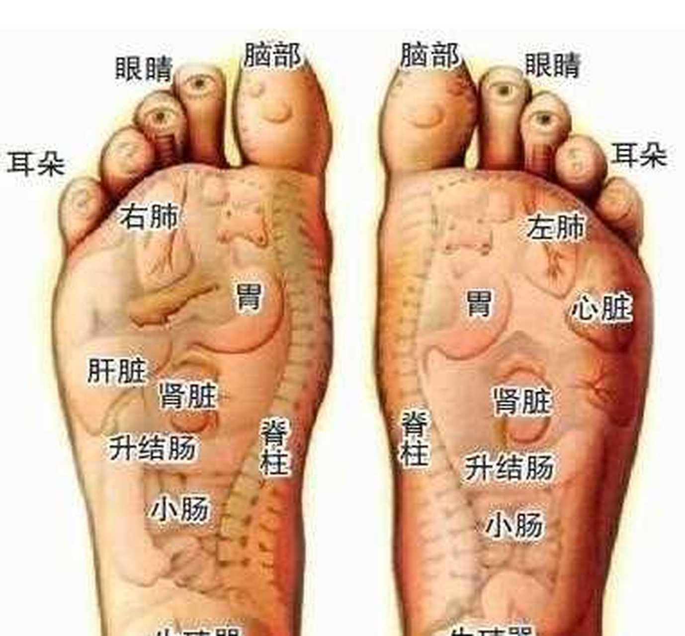 教父母防高血压】每天用手指在脚底板的前半部分用力摩擦,使脚底发热