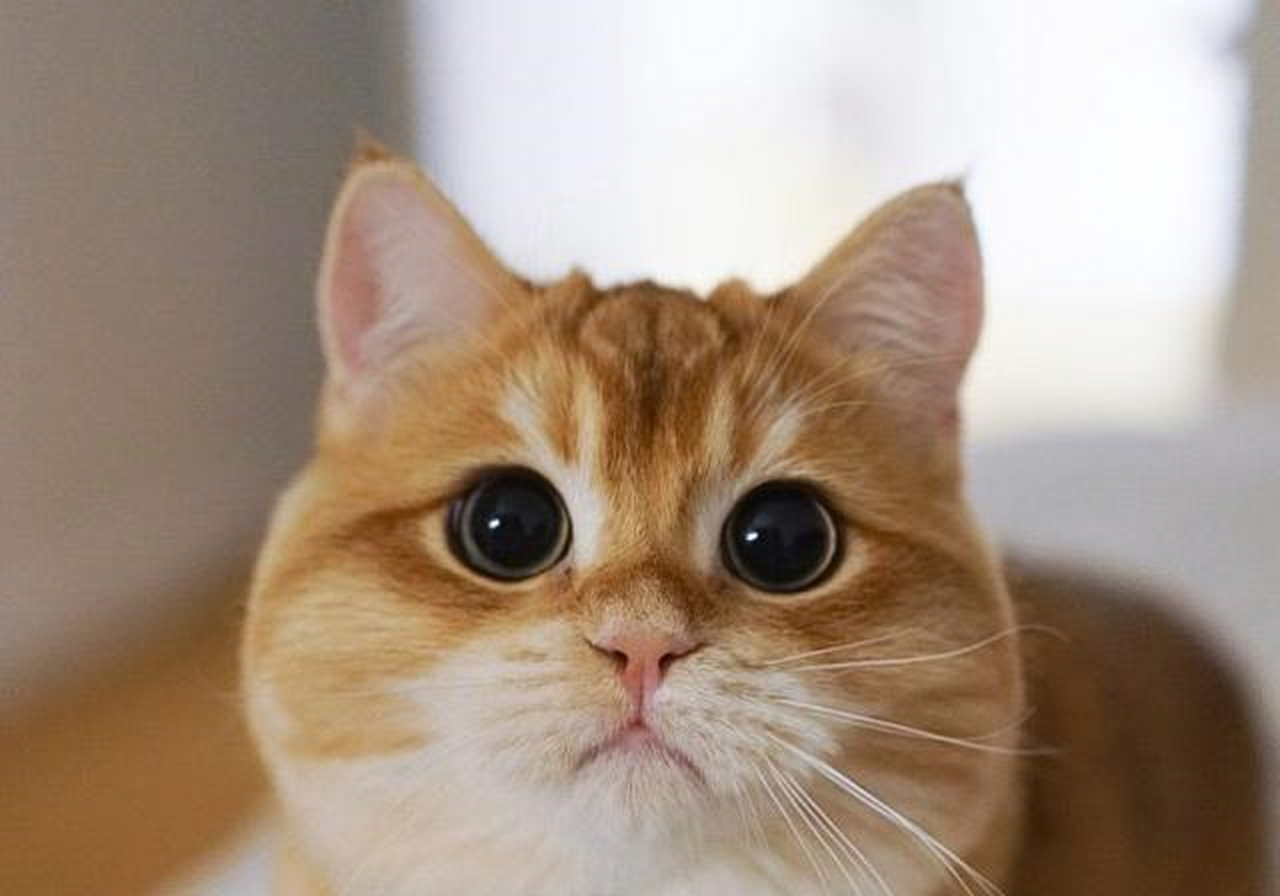 金色英国短毛猫 一团燃烧的小火球[?